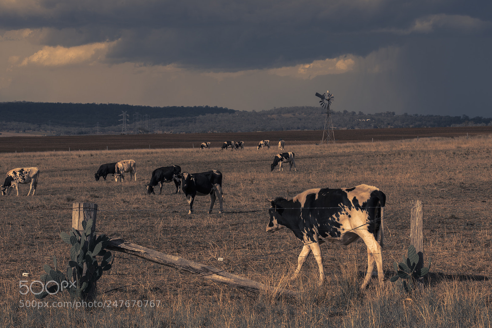 Nikon D800 sample photo. Australian cows photography