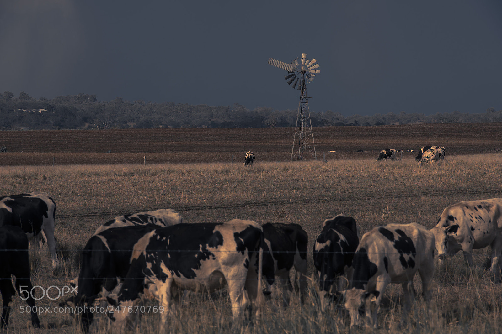 Nikon D800 sample photo. Australian cows photography