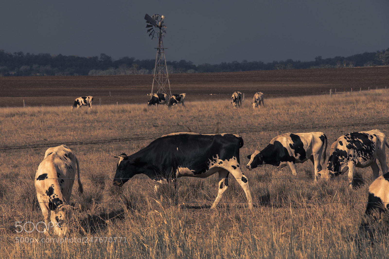 Nikon D800 sample photo. Australian cows photography