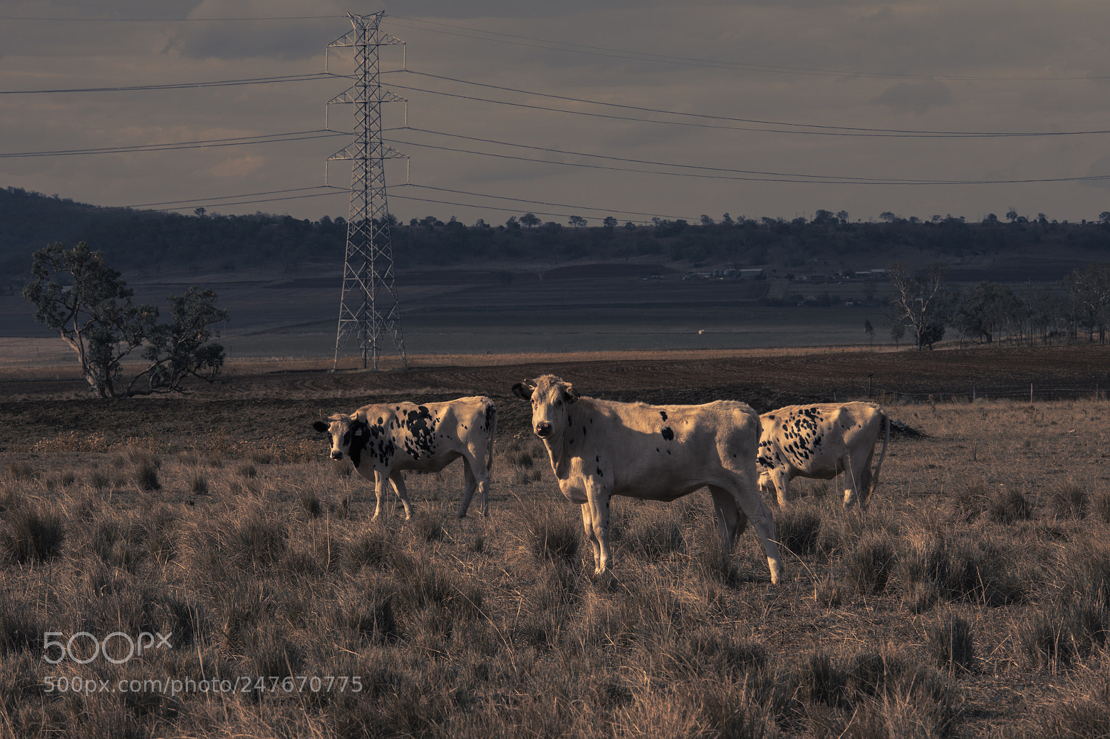Nikon D800 sample photo. Australian cows photography