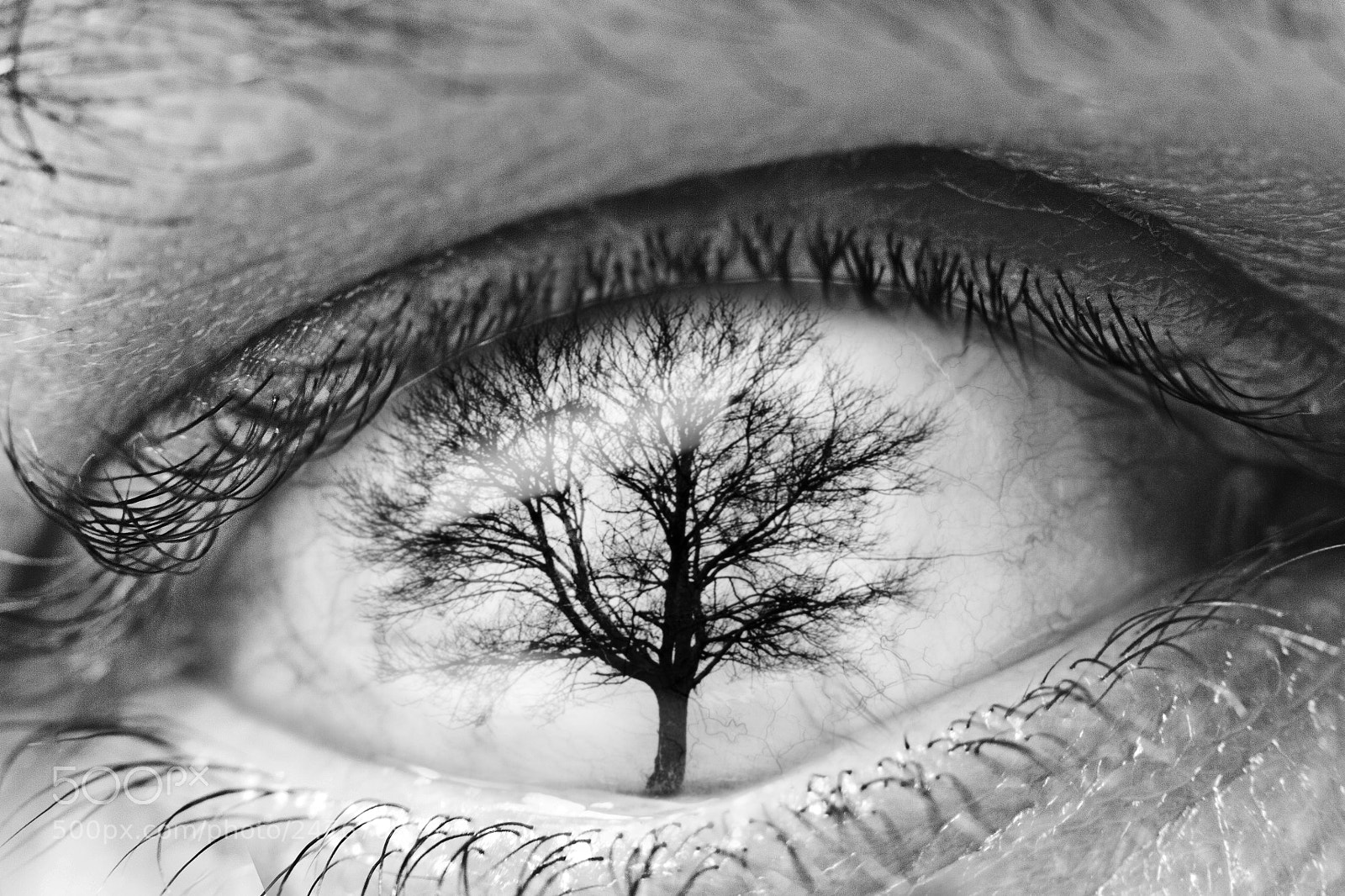 Canon EOS 7D sample photo. Ephemeral visualizations | treeye photography