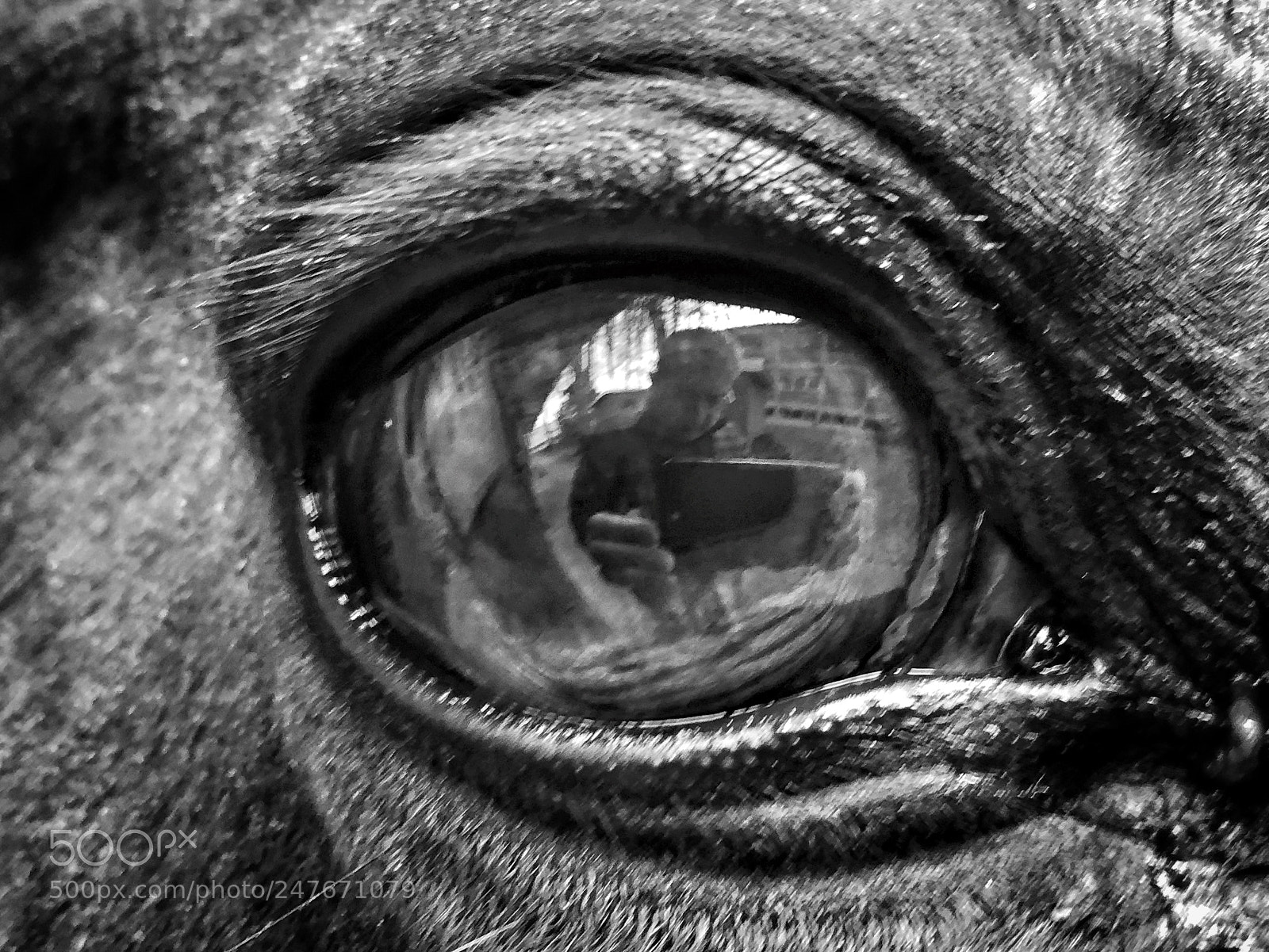 Apple iPhone 8 Plus sample photo. Horse eye selfie photography