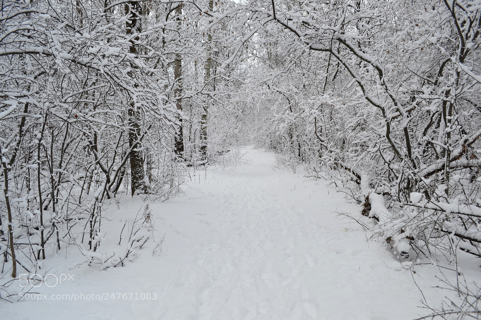 Nikon D3100 sample photo. After the blizzard. photography