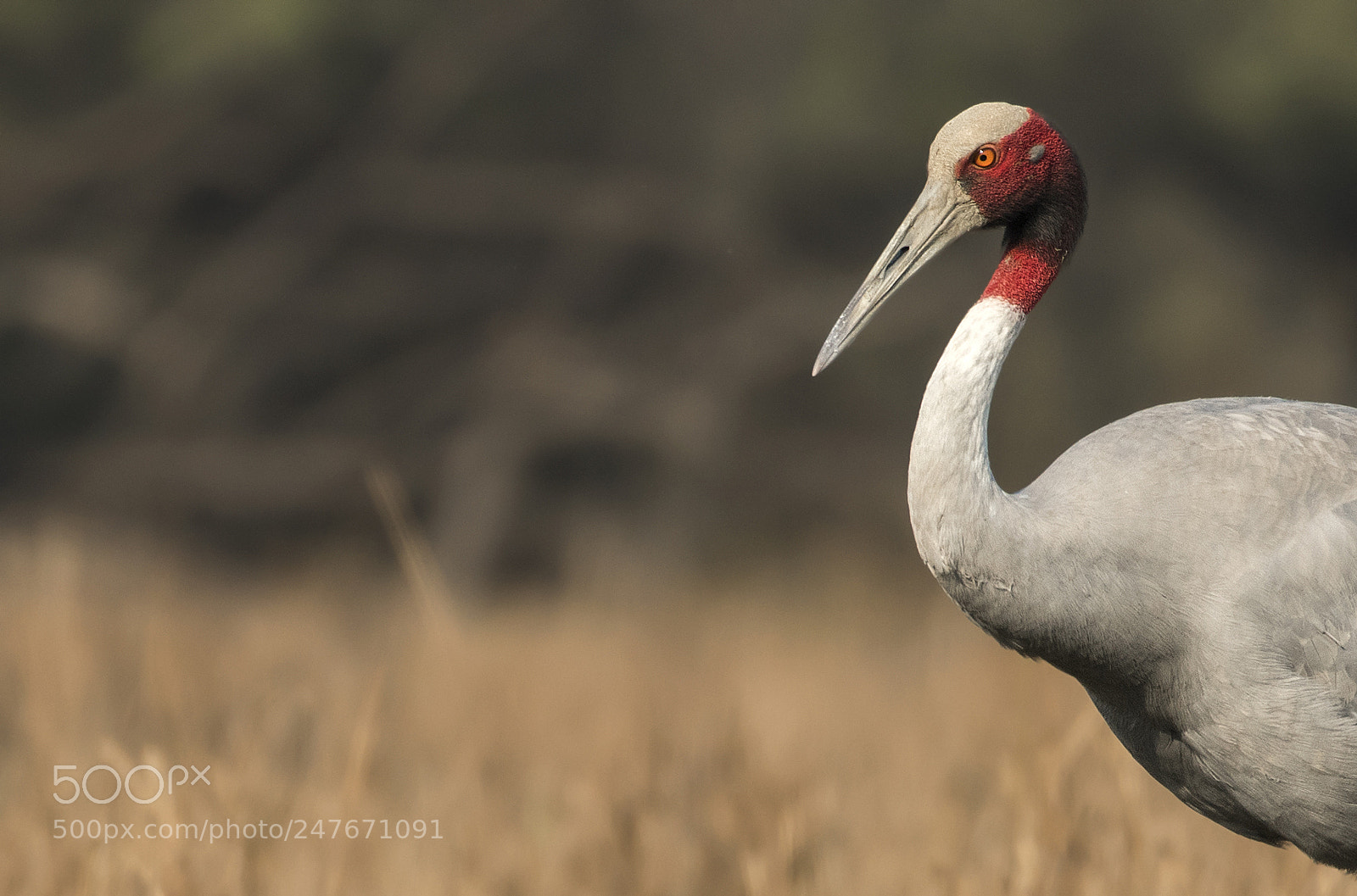Nikon D500 sample photo. Sarus crane photography