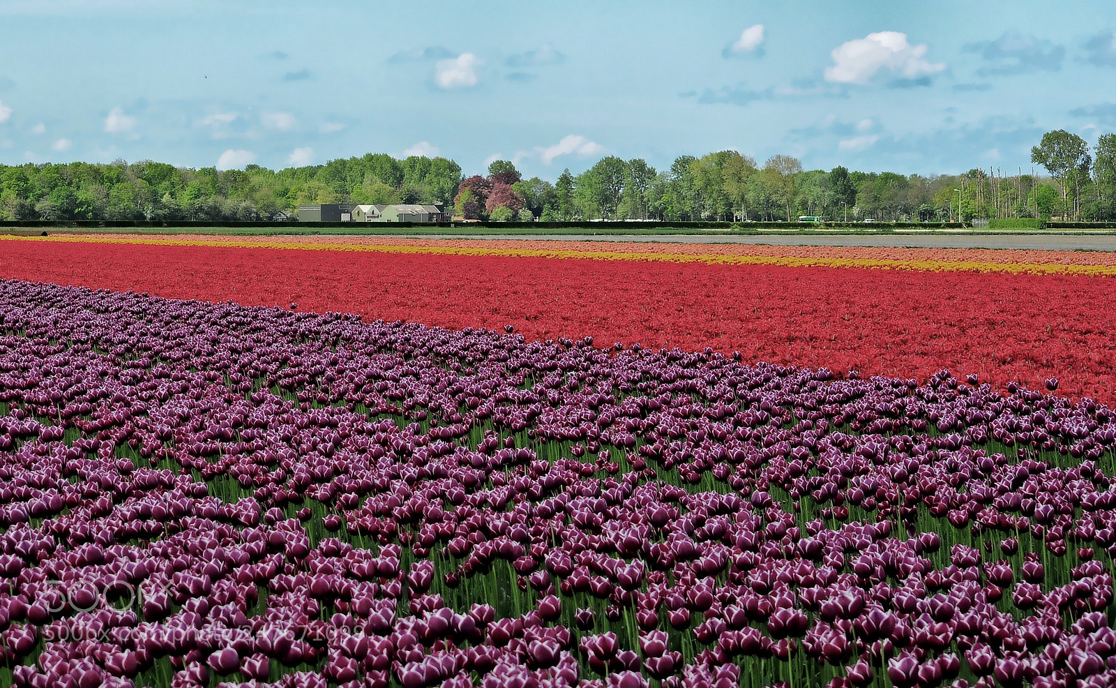 Nikon D90 sample photo. Near amsterdam photography