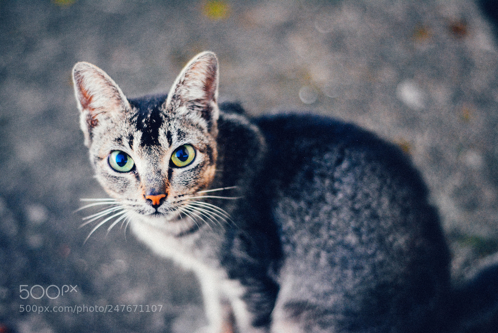 Nikon D5200 sample photo. My pet photography