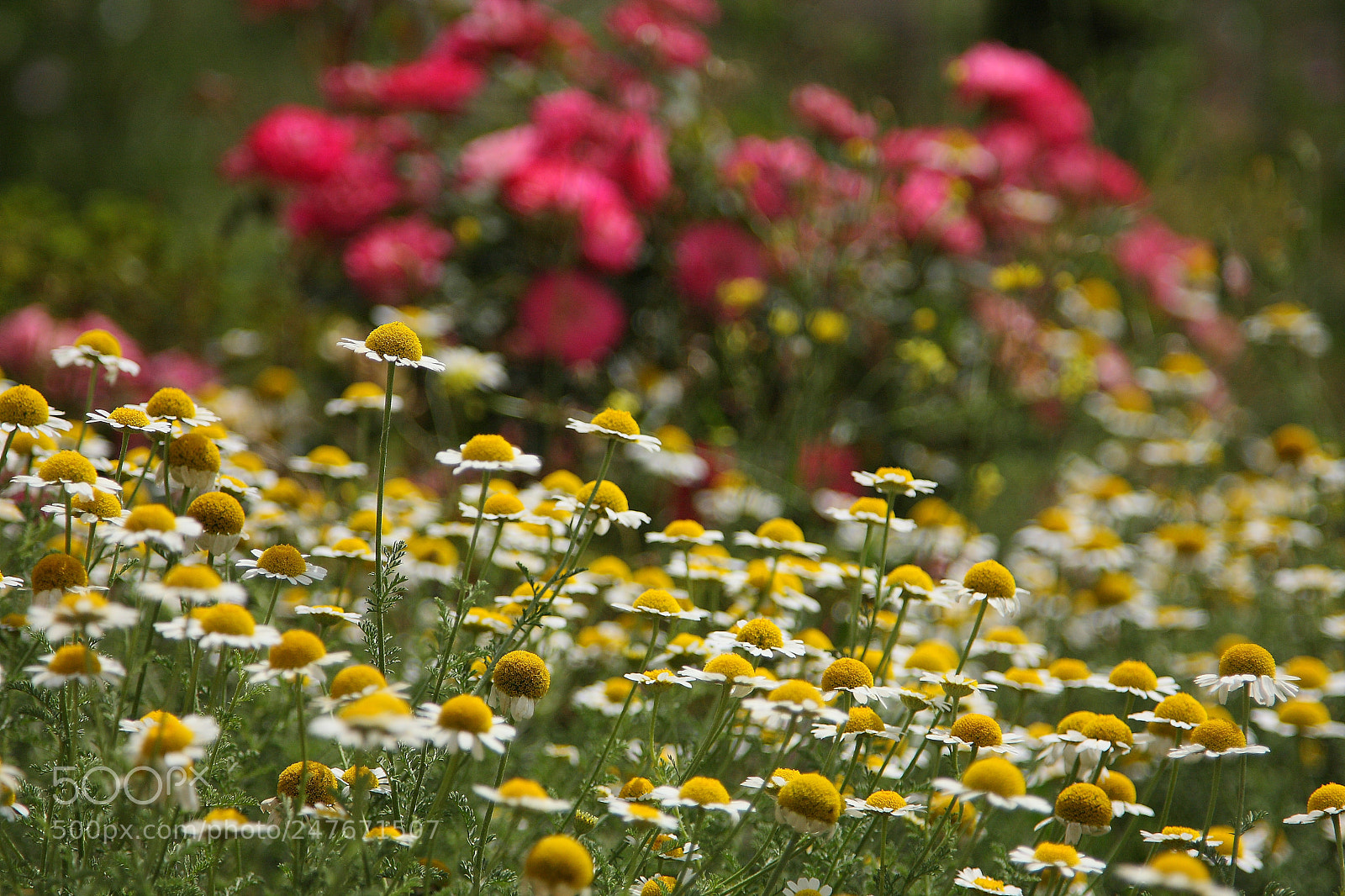 Canon EOS 40D sample photo. Img photography