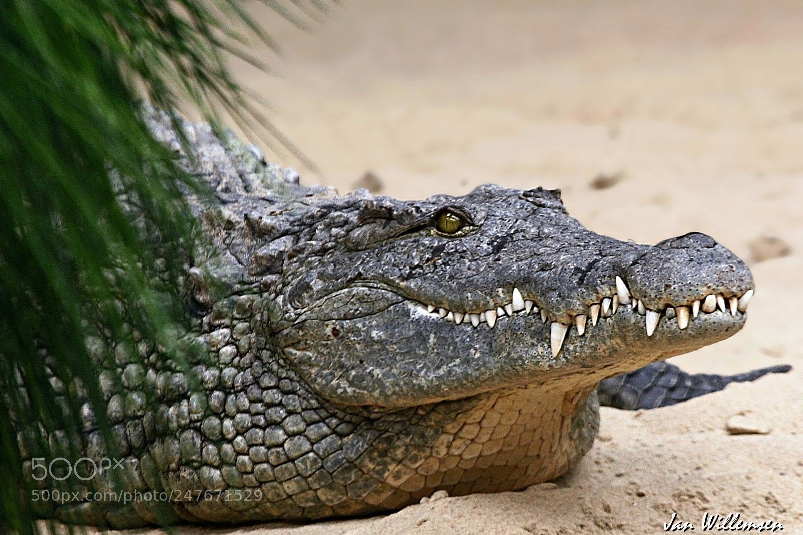 Canon EOS-1D Mark IV sample photo. Nile crocodile photography