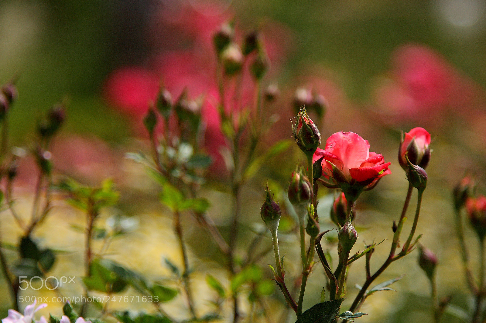 Canon EOS 40D sample photo. Img photography