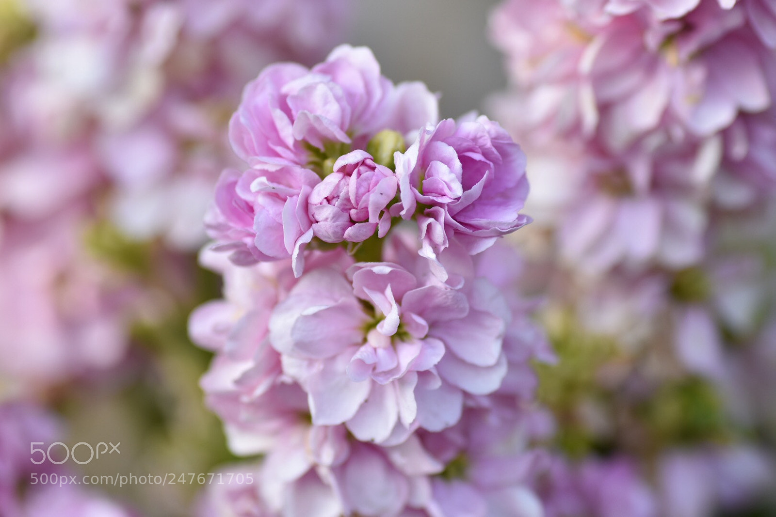 Nikon D7200 sample photo. Stock photography