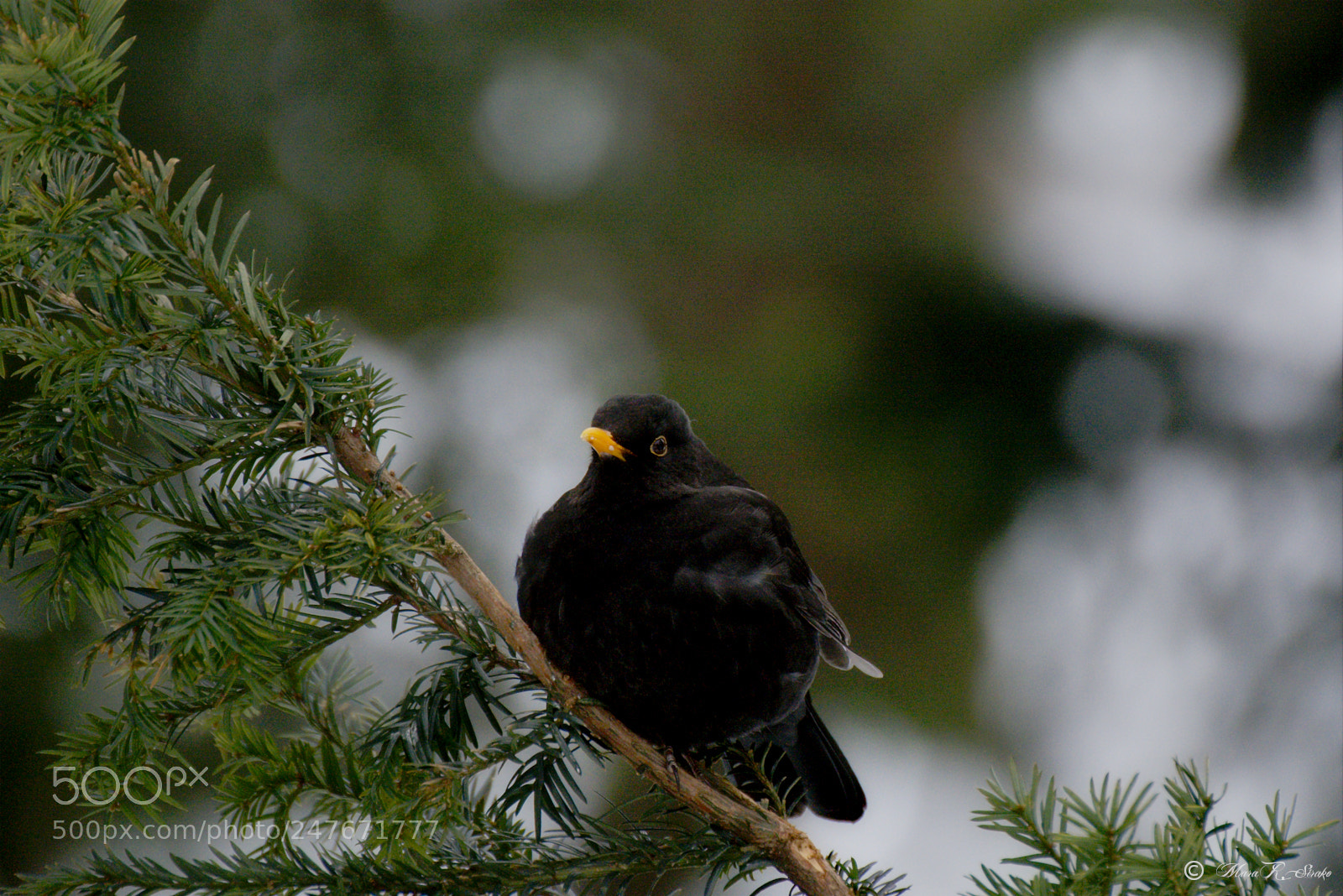Nikon D7100 sample photo. Blackbird photography