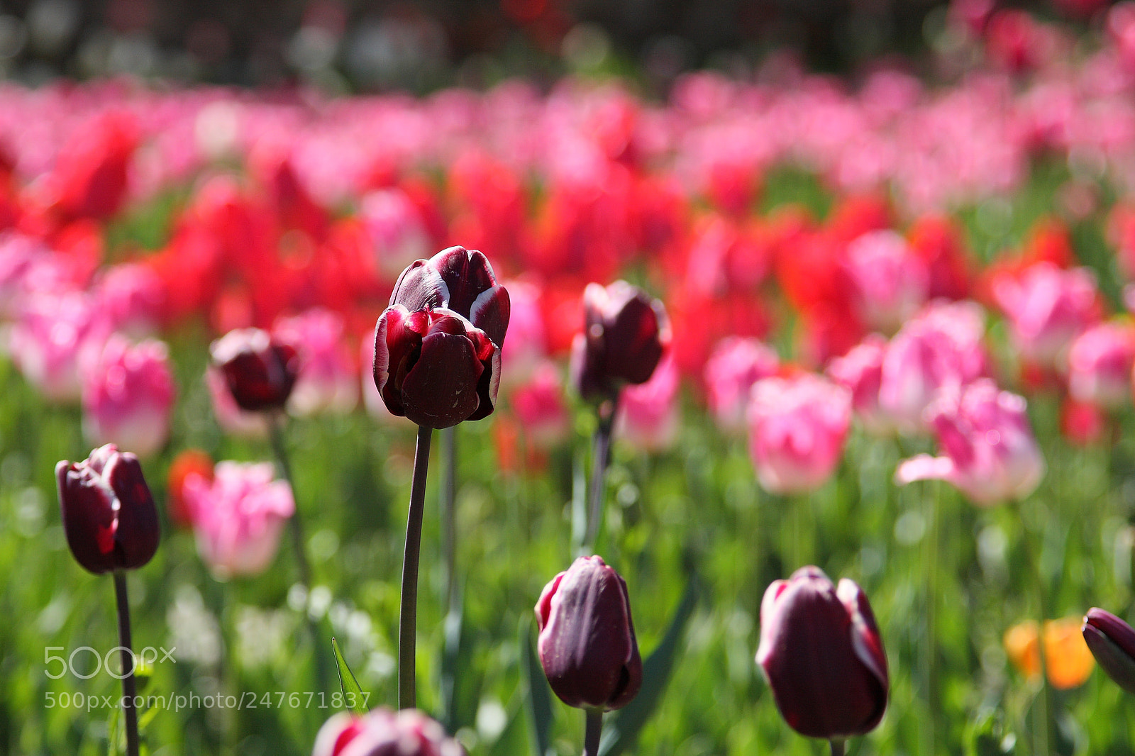 Canon EOS 40D sample photo. M pakniat photography