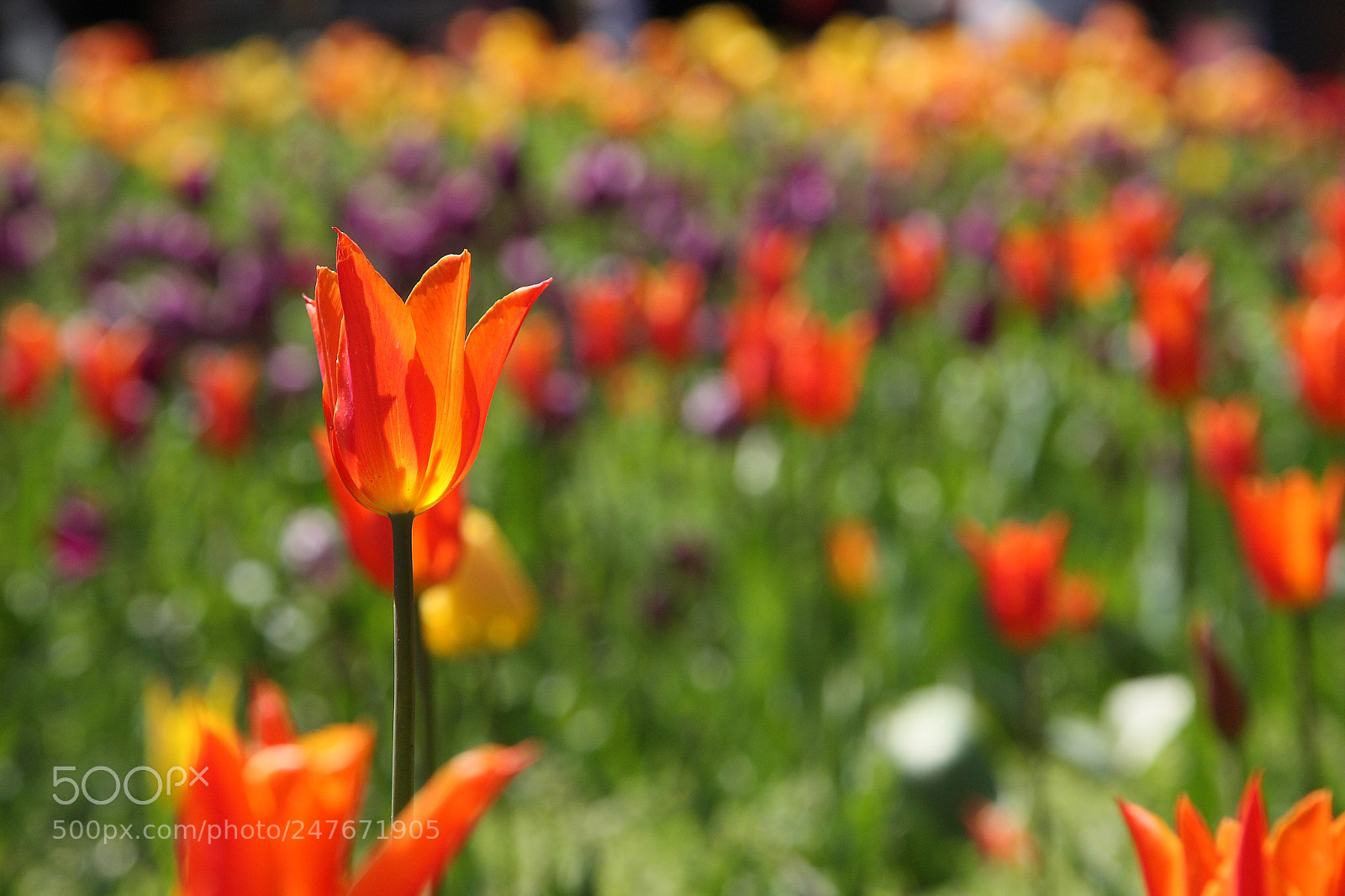 Canon EOS 40D sample photo. * * * photography