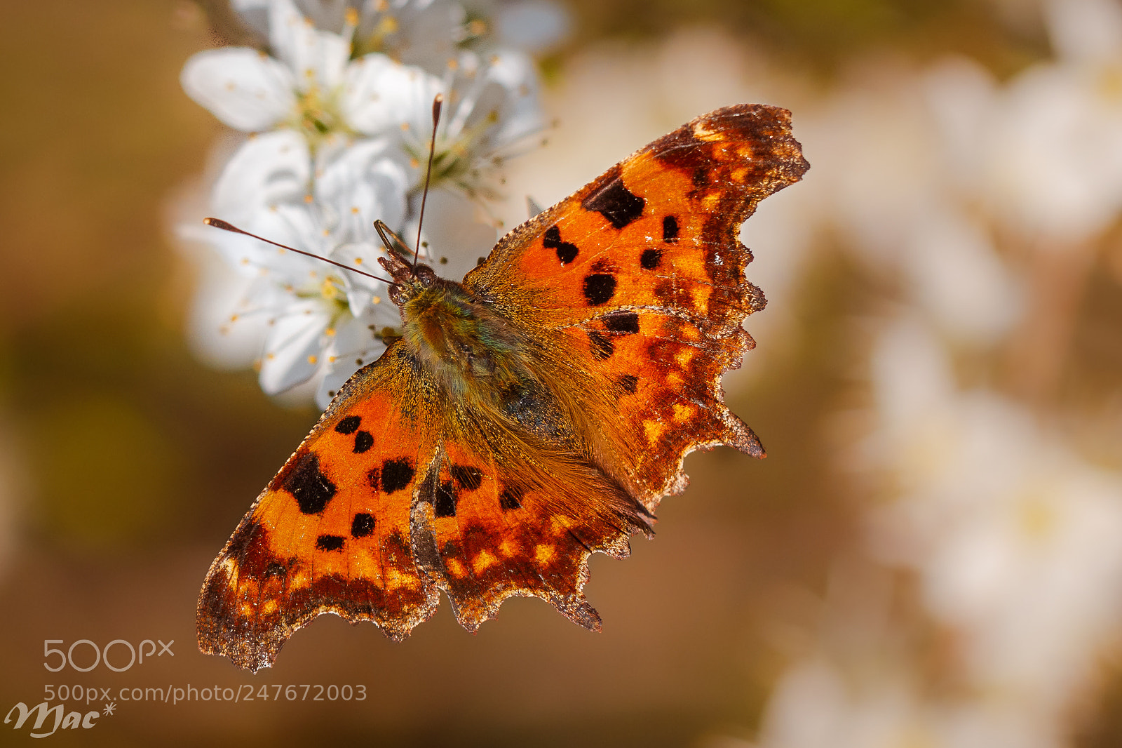 Canon EOS 70D sample photo. Comma butterfly photography