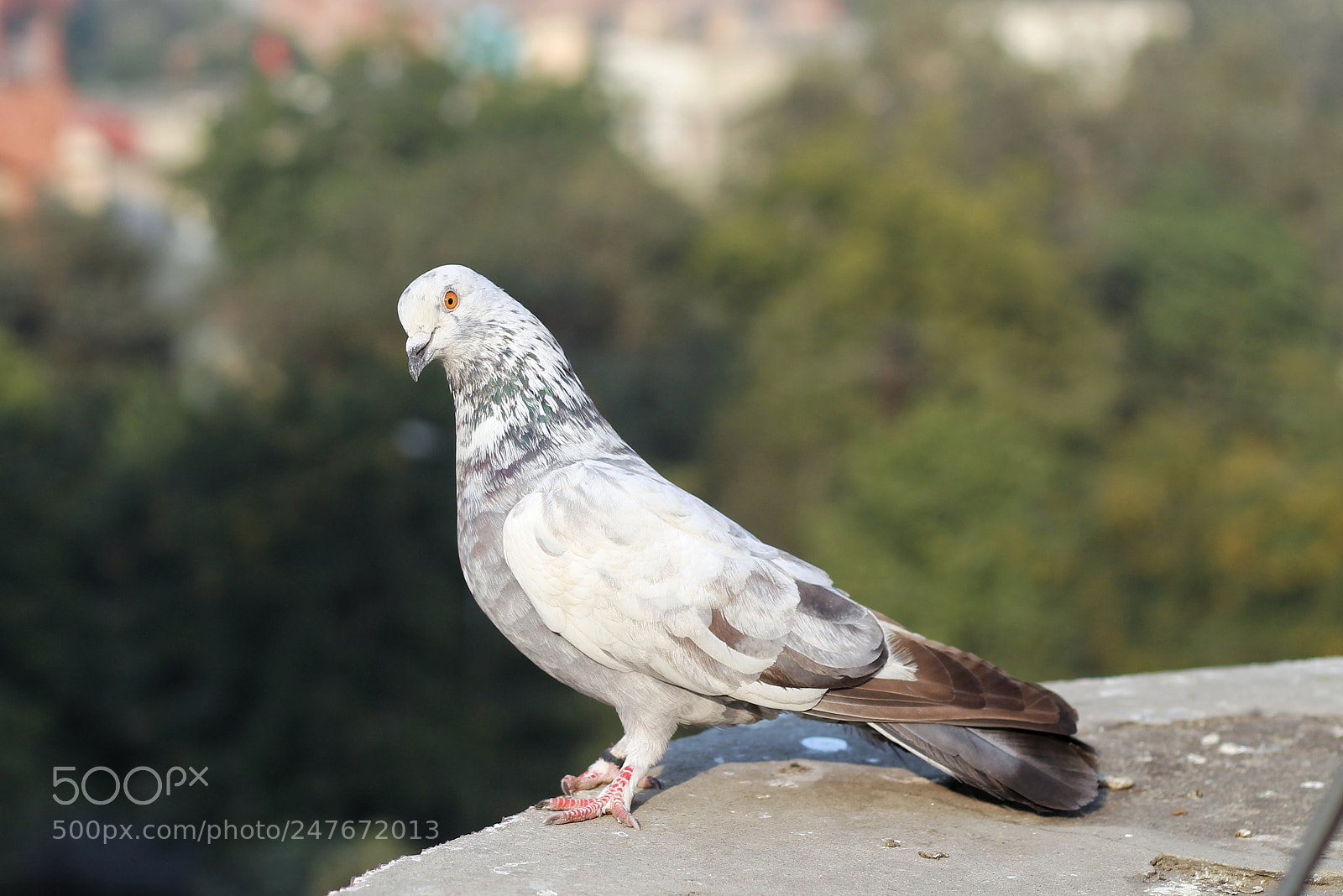 Canon EOS 1300D (EOS Rebel T6 / EOS Kiss X80) sample photo. White pigeon photography