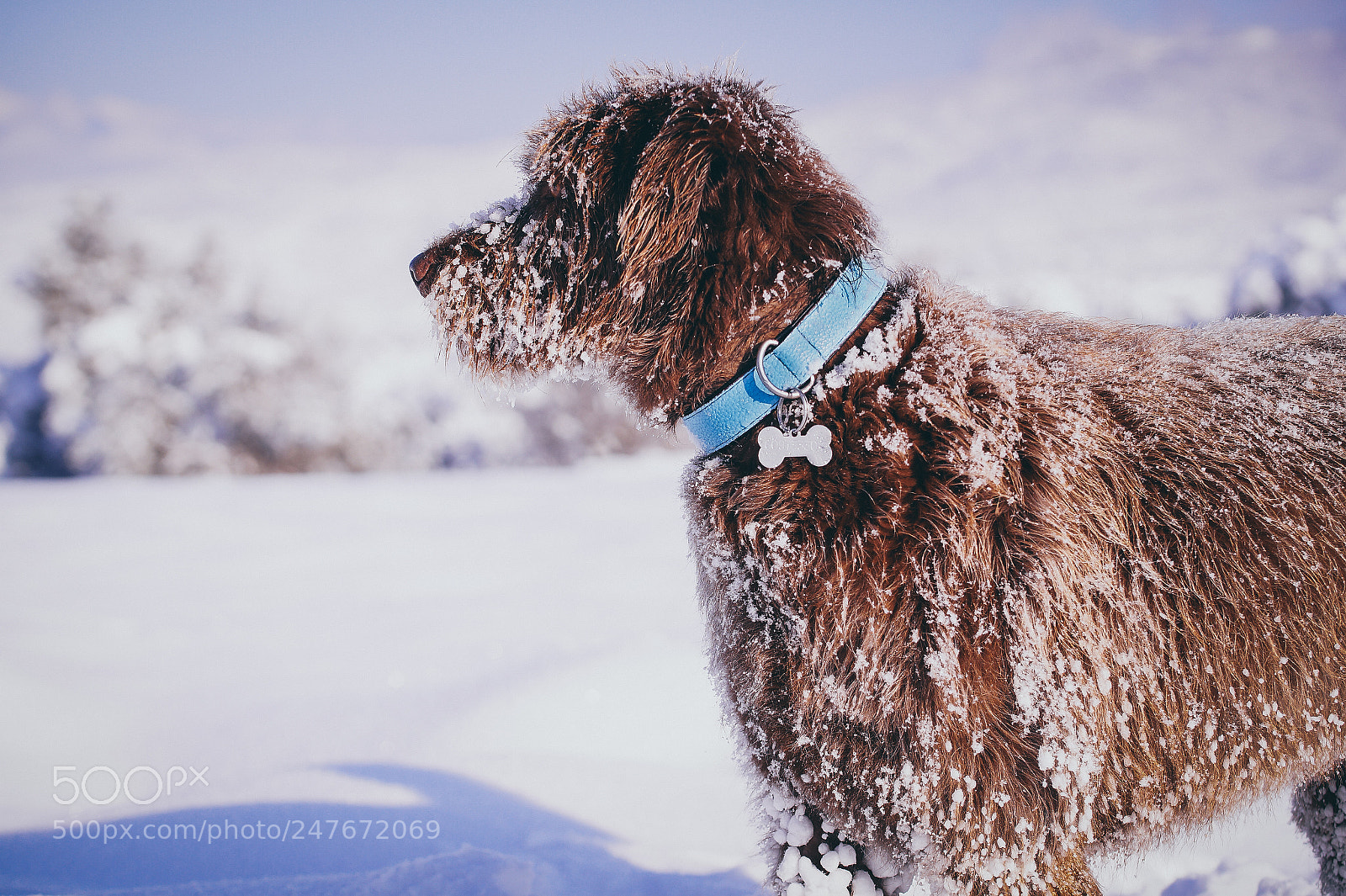 Sony SLT-A58 sample photo. Postureig cani photography