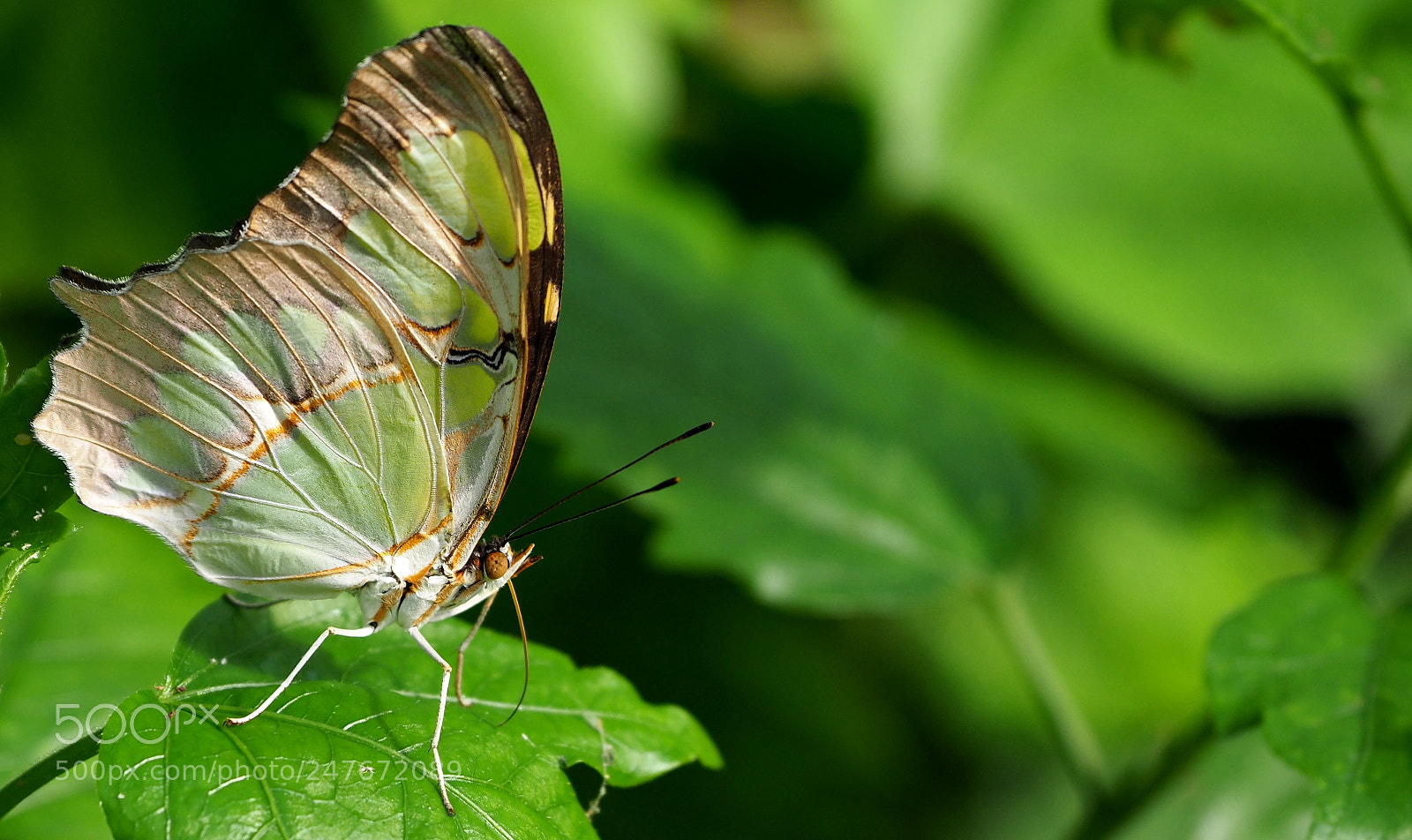 Olympus OM-D E-M1 Mark II sample photo. The delicate power to photography
