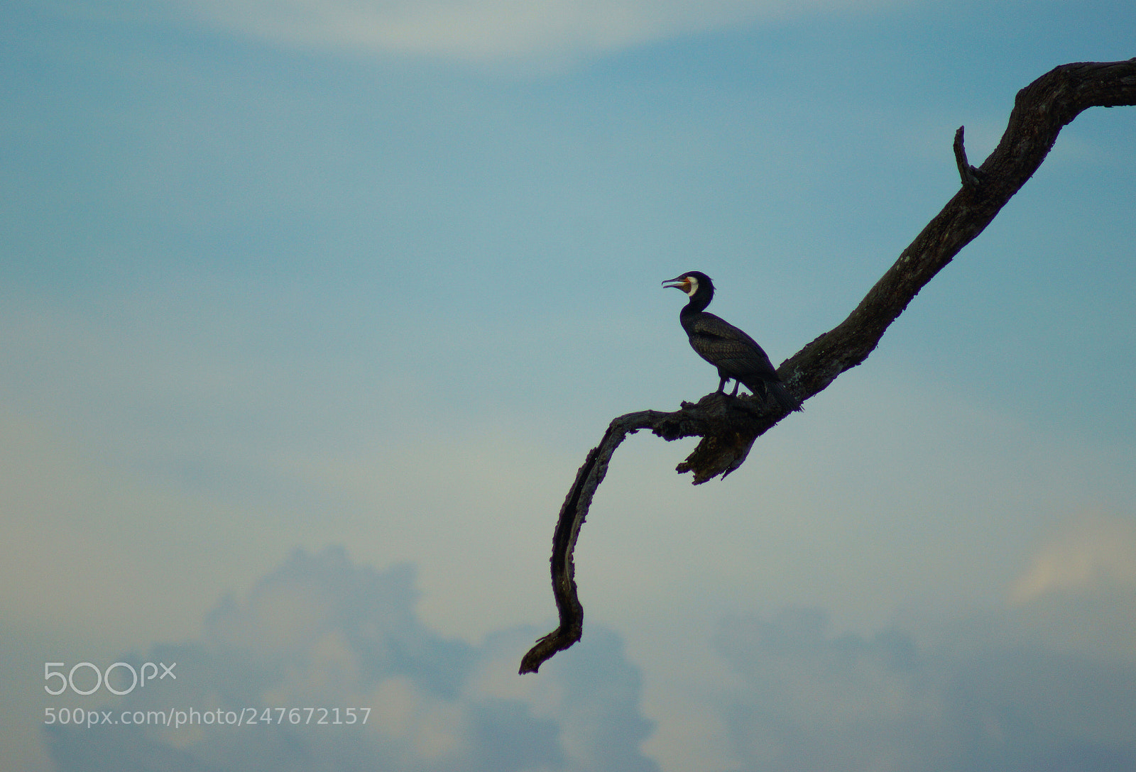 Sony SLT-A65 (SLT-A65V) sample photo. Great cormorant photography