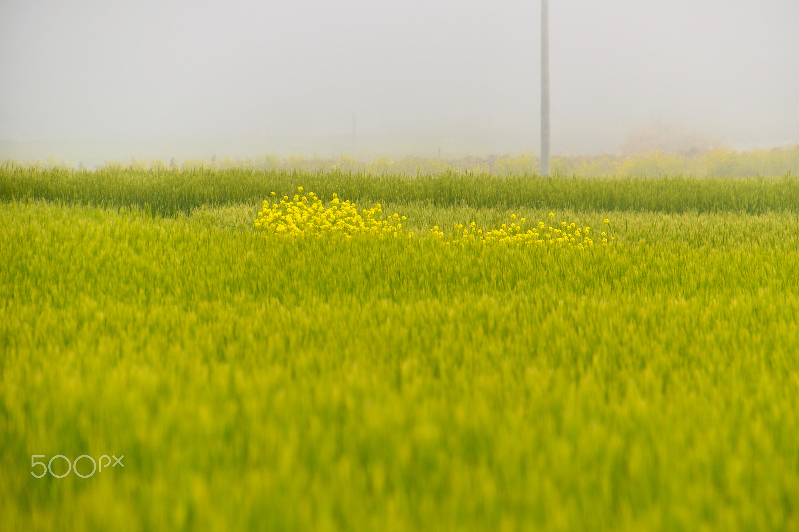 Nikon D5500 + Tamron 16-300mm F3.5-6.3 Di II VC PZD Macro sample photo. On a field of barley in a foggy april home photography