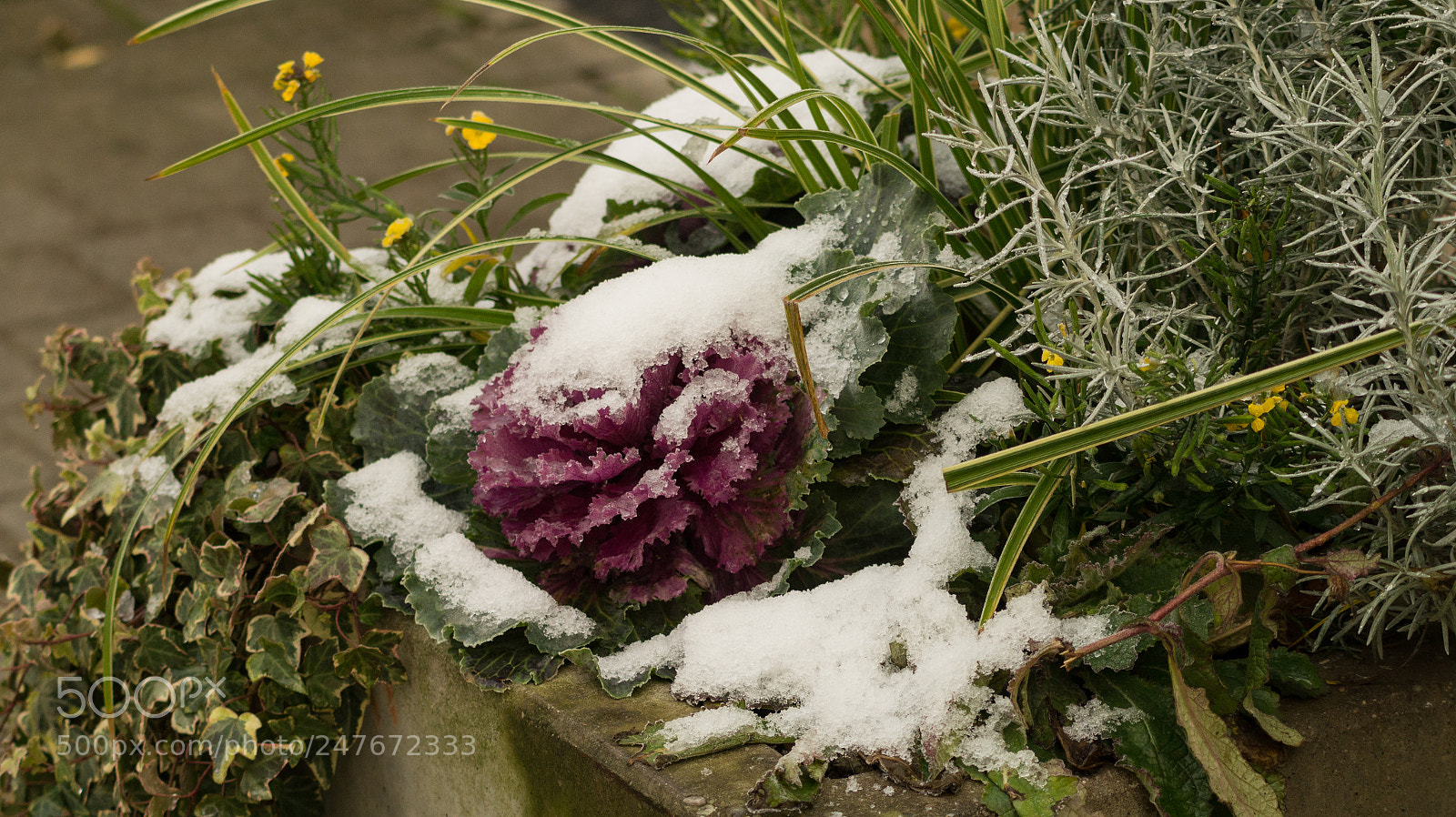 Sony SLT-A58 sample photo. Winter photography