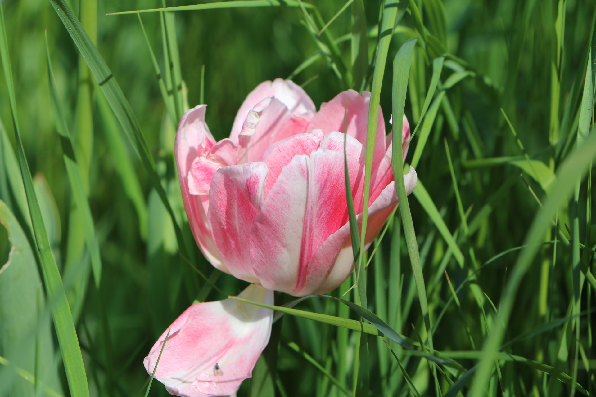 Canon EOS 760D (EOS Rebel T6s / EOS 8000D) sample photo