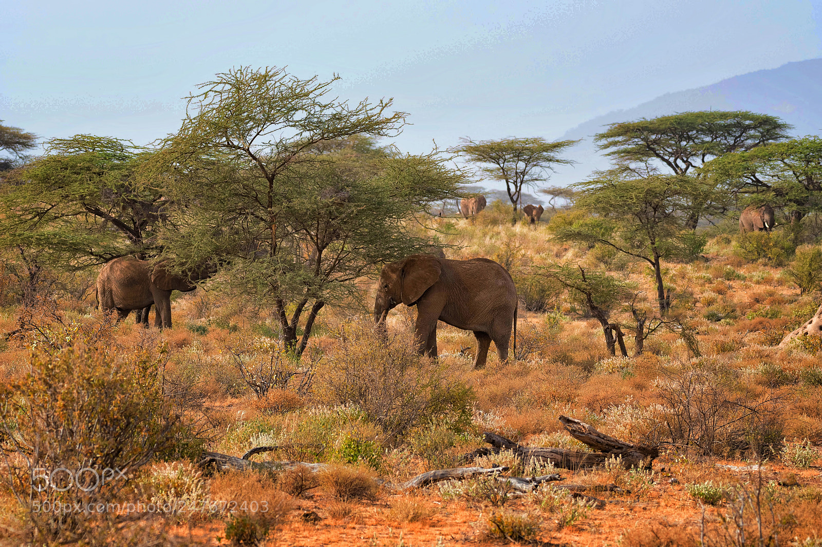 Nikon D500 sample photo. Elephant paradise photography
