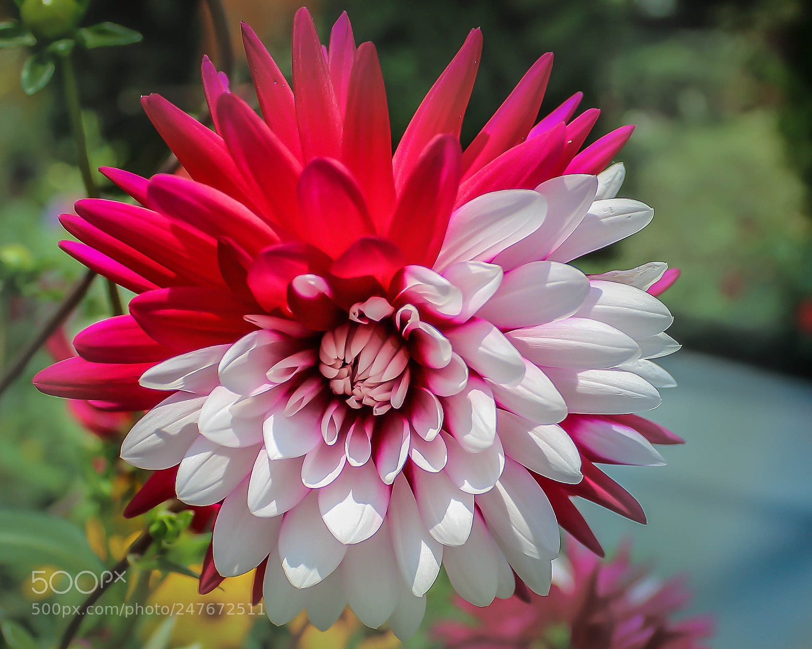 Canon EOS 600D (Rebel EOS T3i / EOS Kiss X5) sample photo. The red and white photography