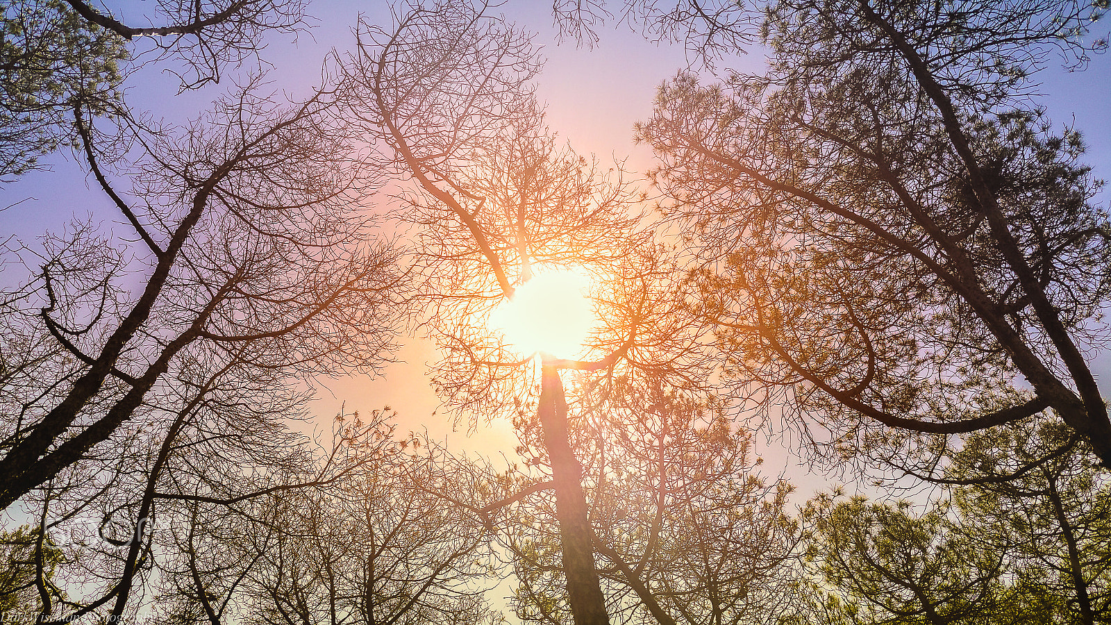 Samsung Galaxy S5 LTE-A sample photo. Sundown trees photography