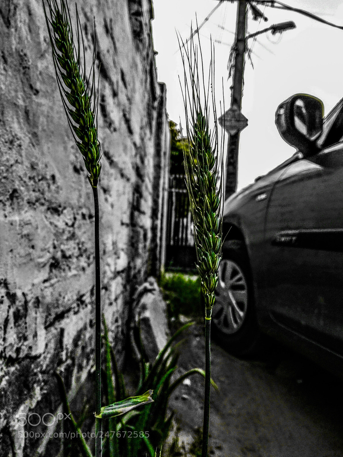 Motorola Moto G (5S) Plus sample photo. Colours photography
