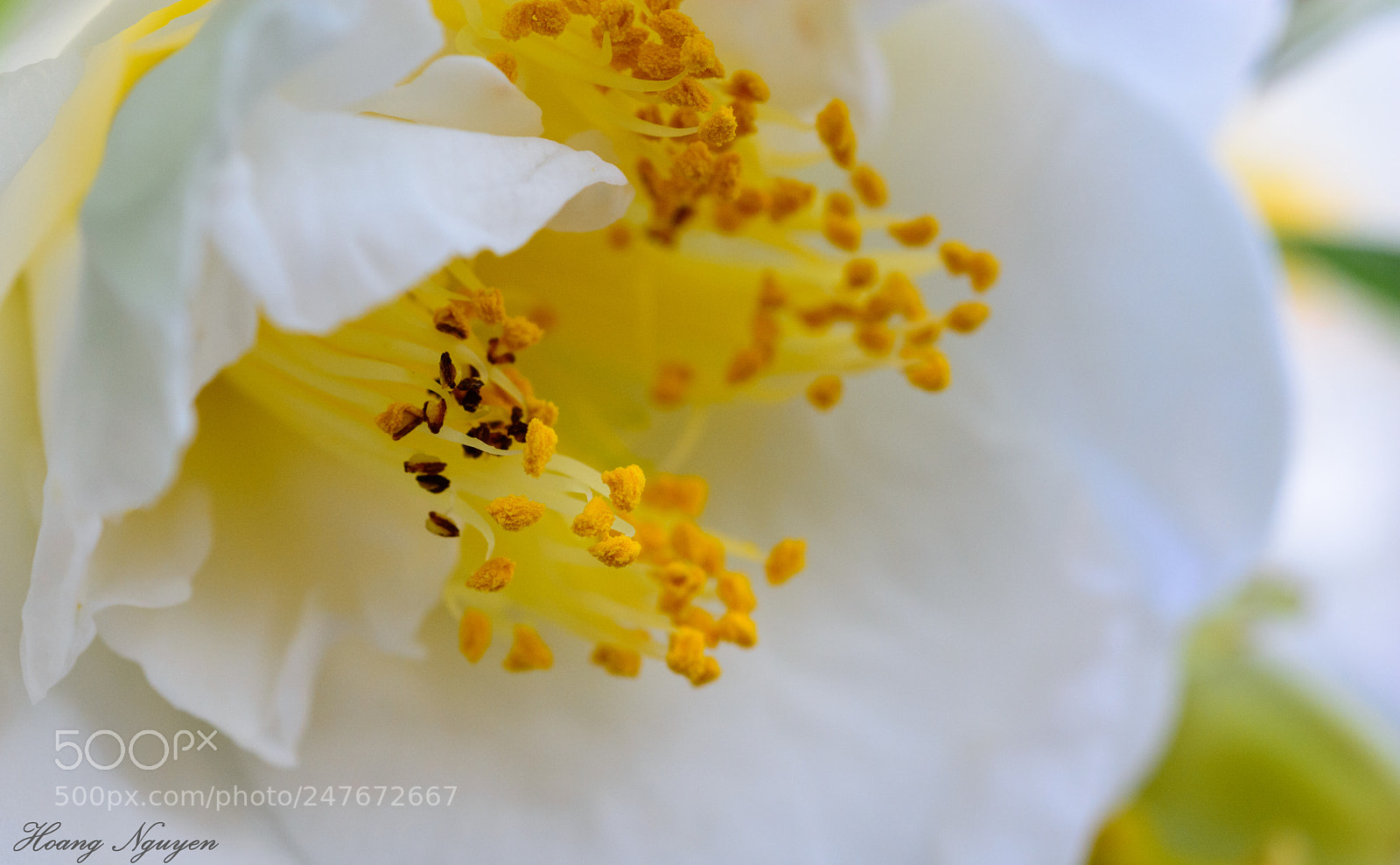Nikon D7100 sample photo. Yellow stamen photography