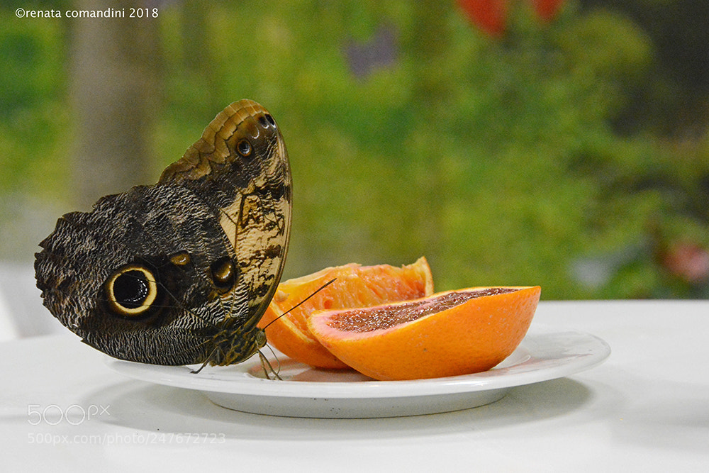 Nikon D5200 sample photo. Dolcezza photography