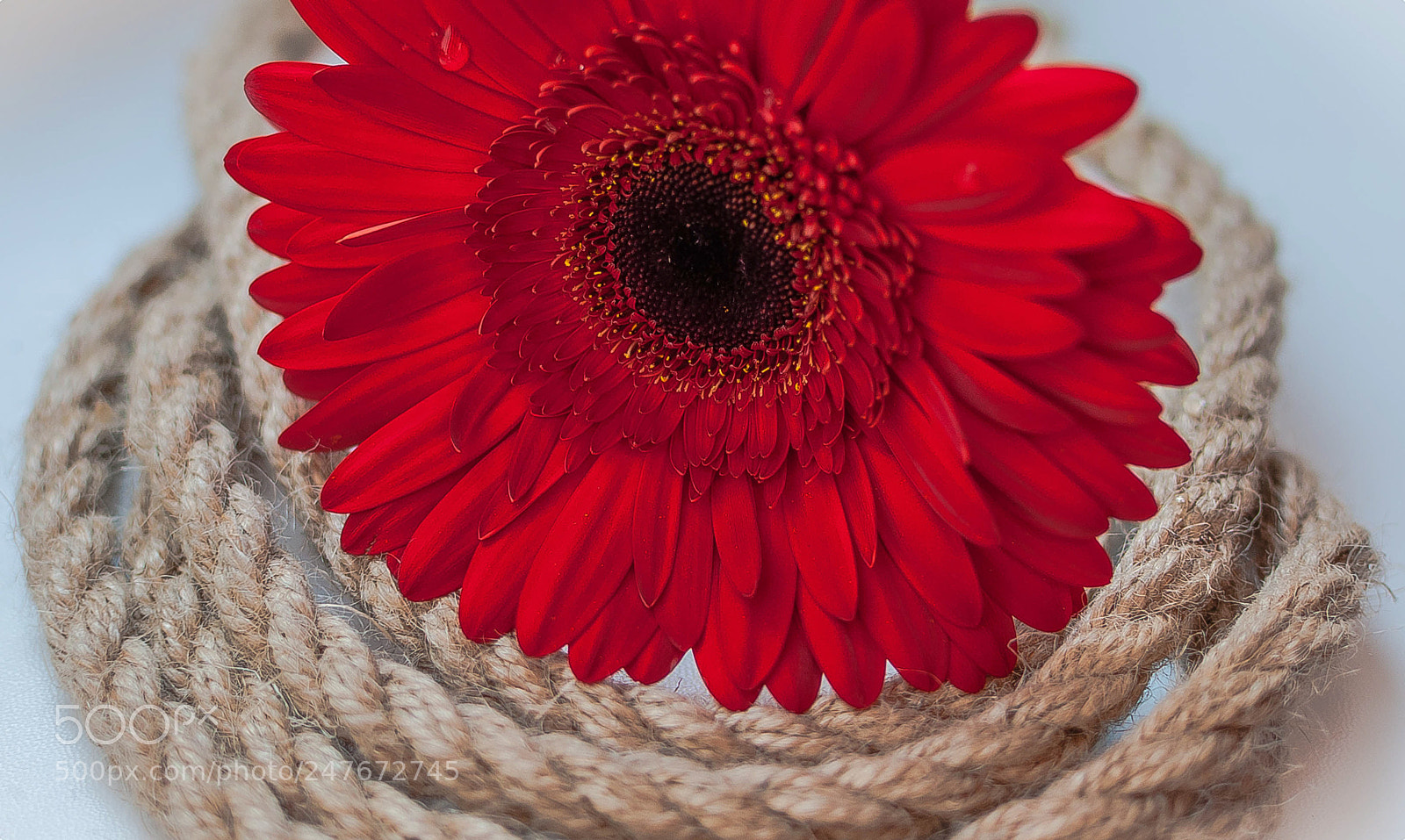 Nikon D5000 sample photo. Captive photography