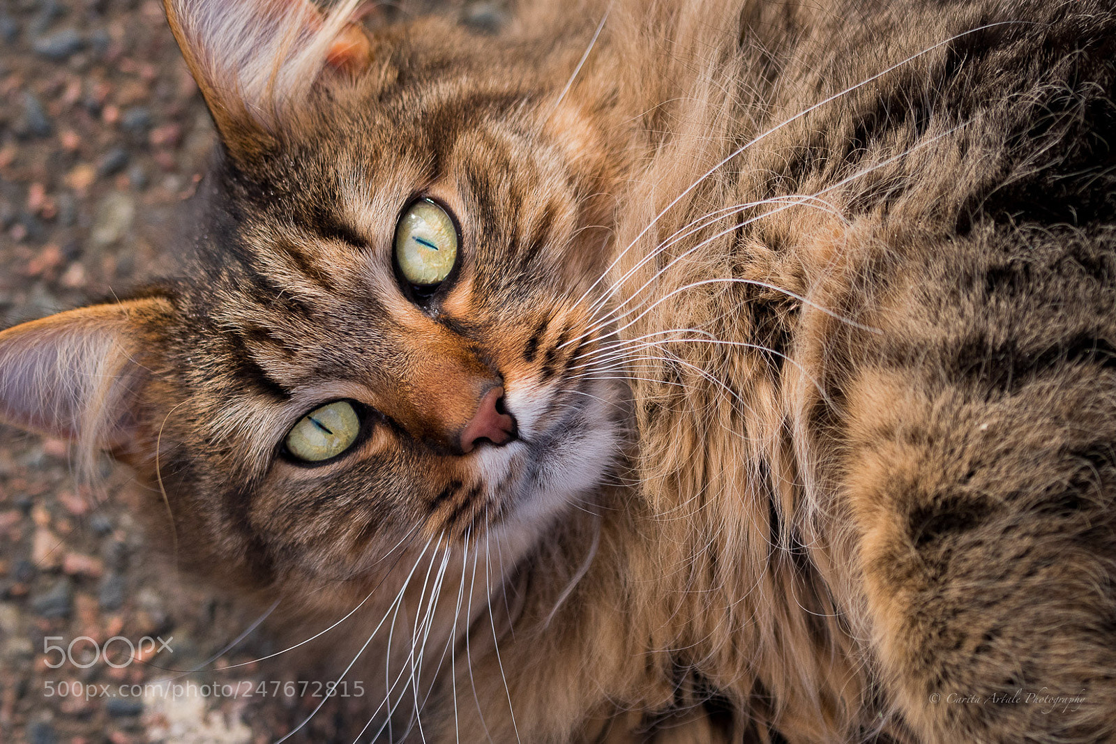 Nikon D500 sample photo. Hello photography