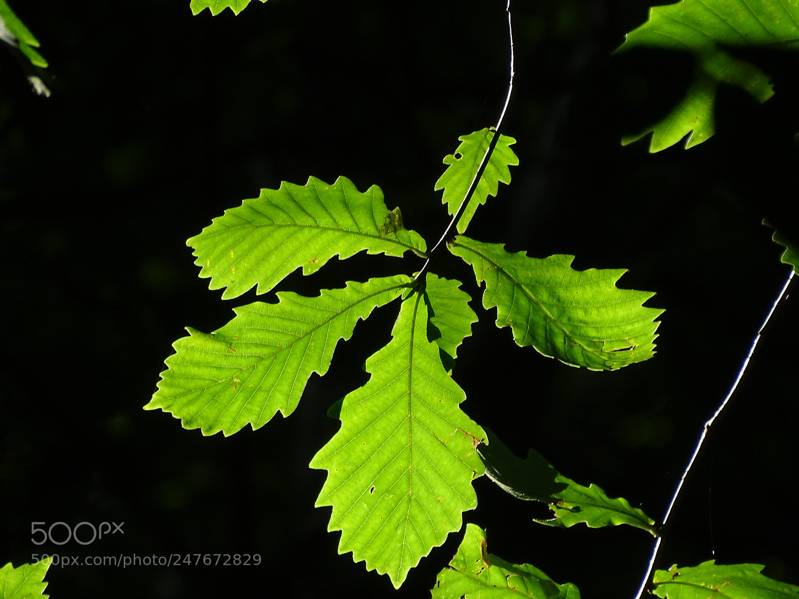 Sony Cyber-shot DSC-HX400V sample photo. Oak leaves photography