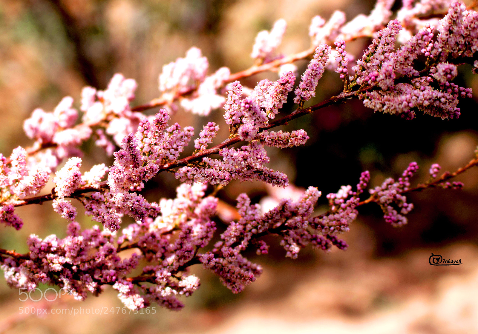 Canon EOS 750D (EOS Rebel T6i / EOS Kiss X8i) sample photo. Spring photography