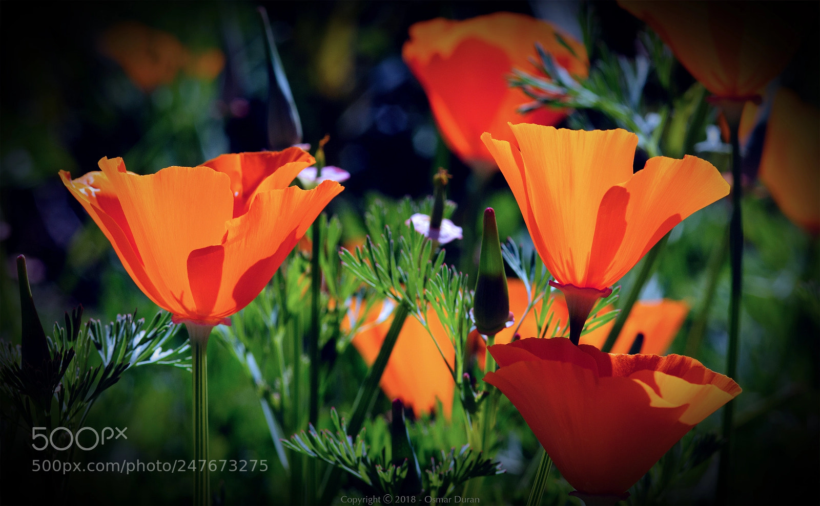 Nikon D300 sample photo. Translucent ii photography
