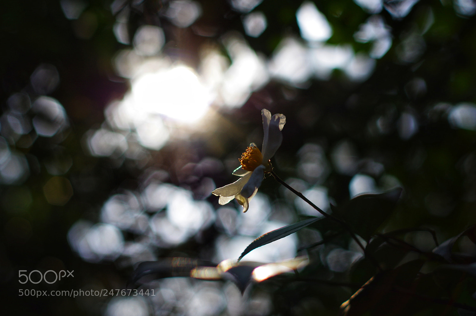 Pentax K-3 II sample photo. Untitled photography