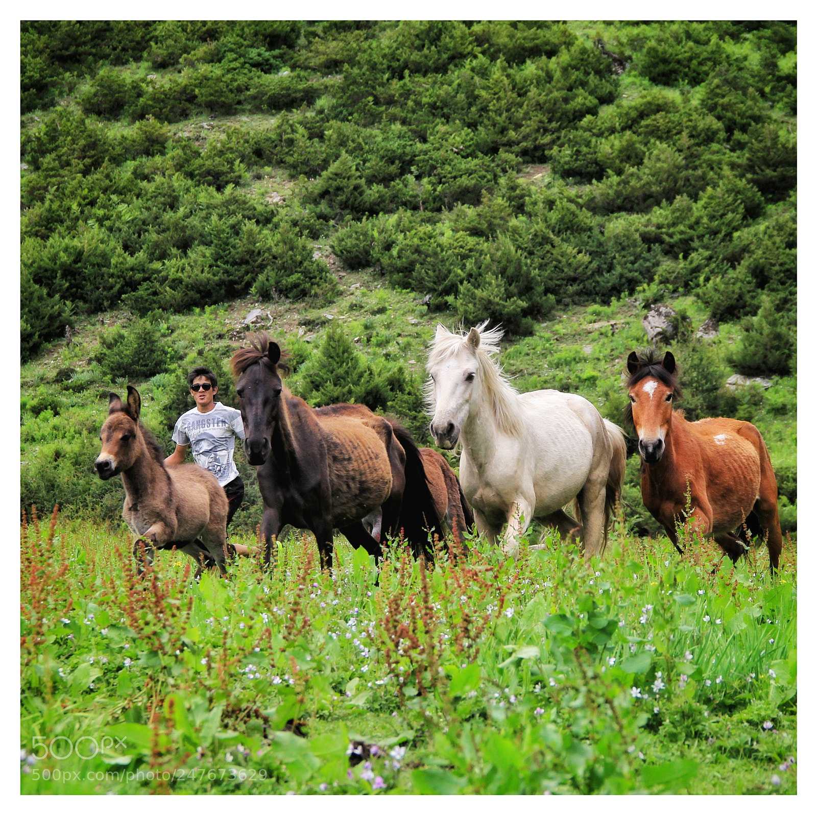Canon EOS 60D sample photo. Horses photography