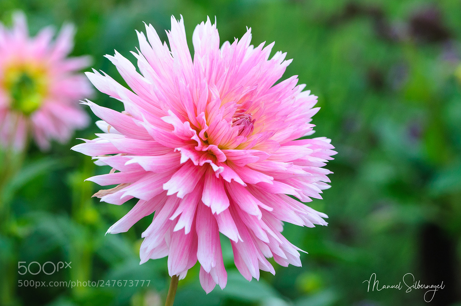 Nikon D90 sample photo. Pink natural beauty photography