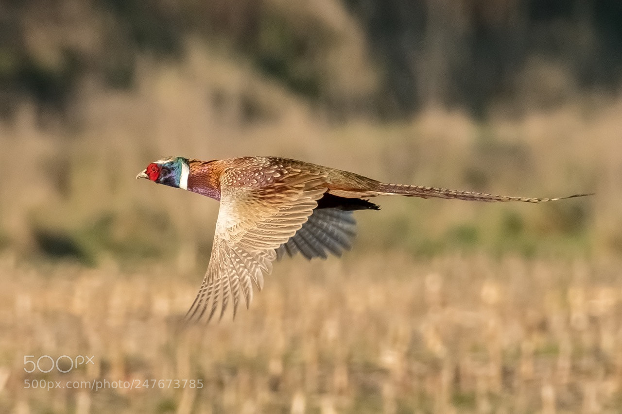 Nikon D500 sample photo. Faisan de colchide photography
