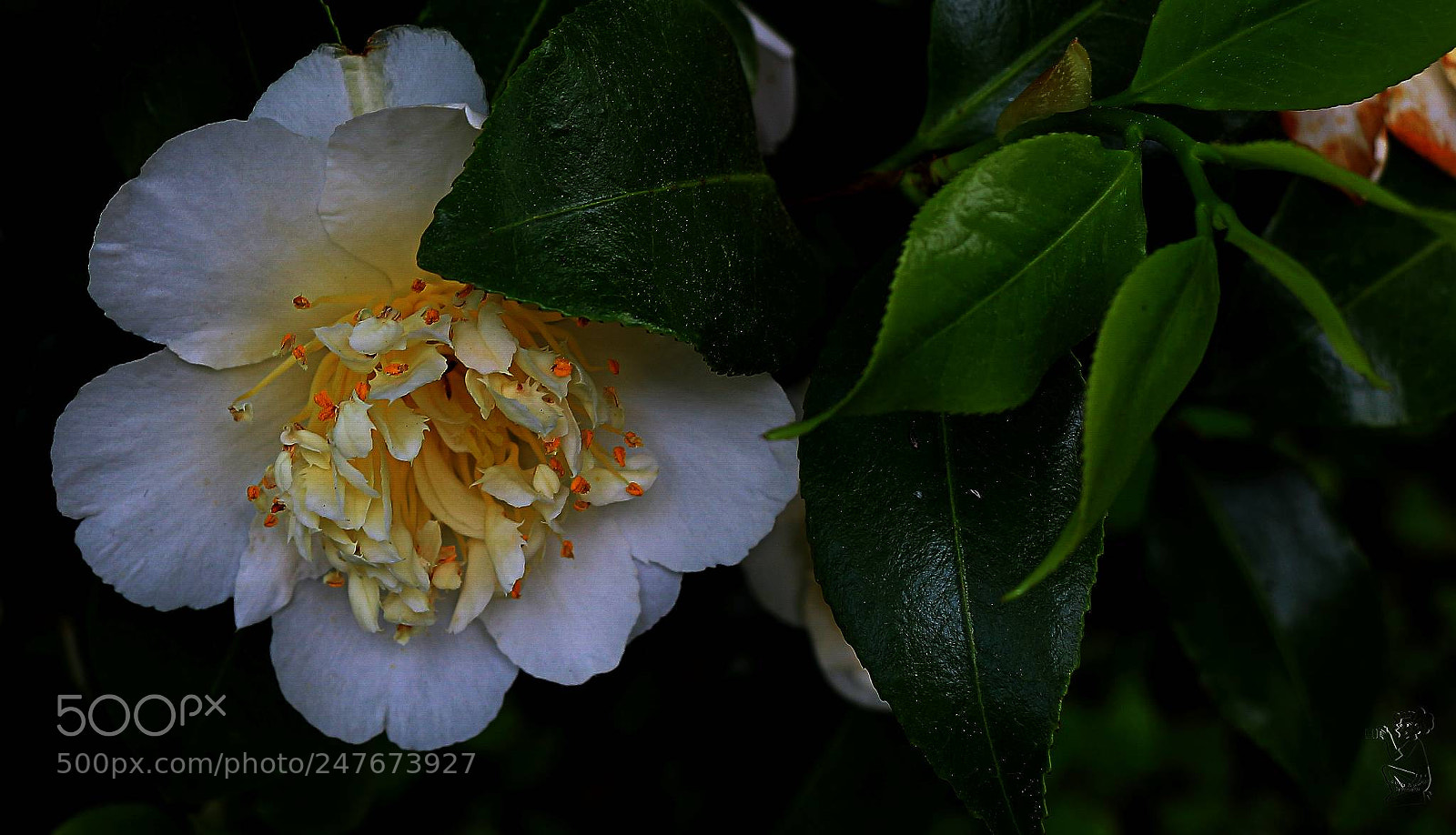 Canon EOS 650D (EOS Rebel T4i / EOS Kiss X6i) sample photo. Camelia photography