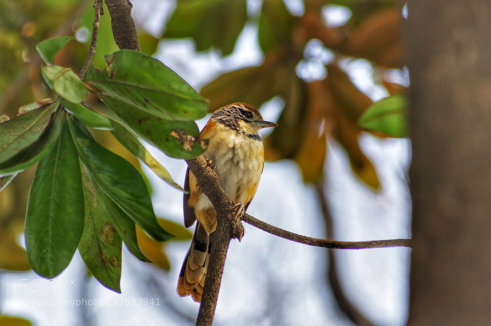 Pentax K-3 II sample photo. Untitled photography