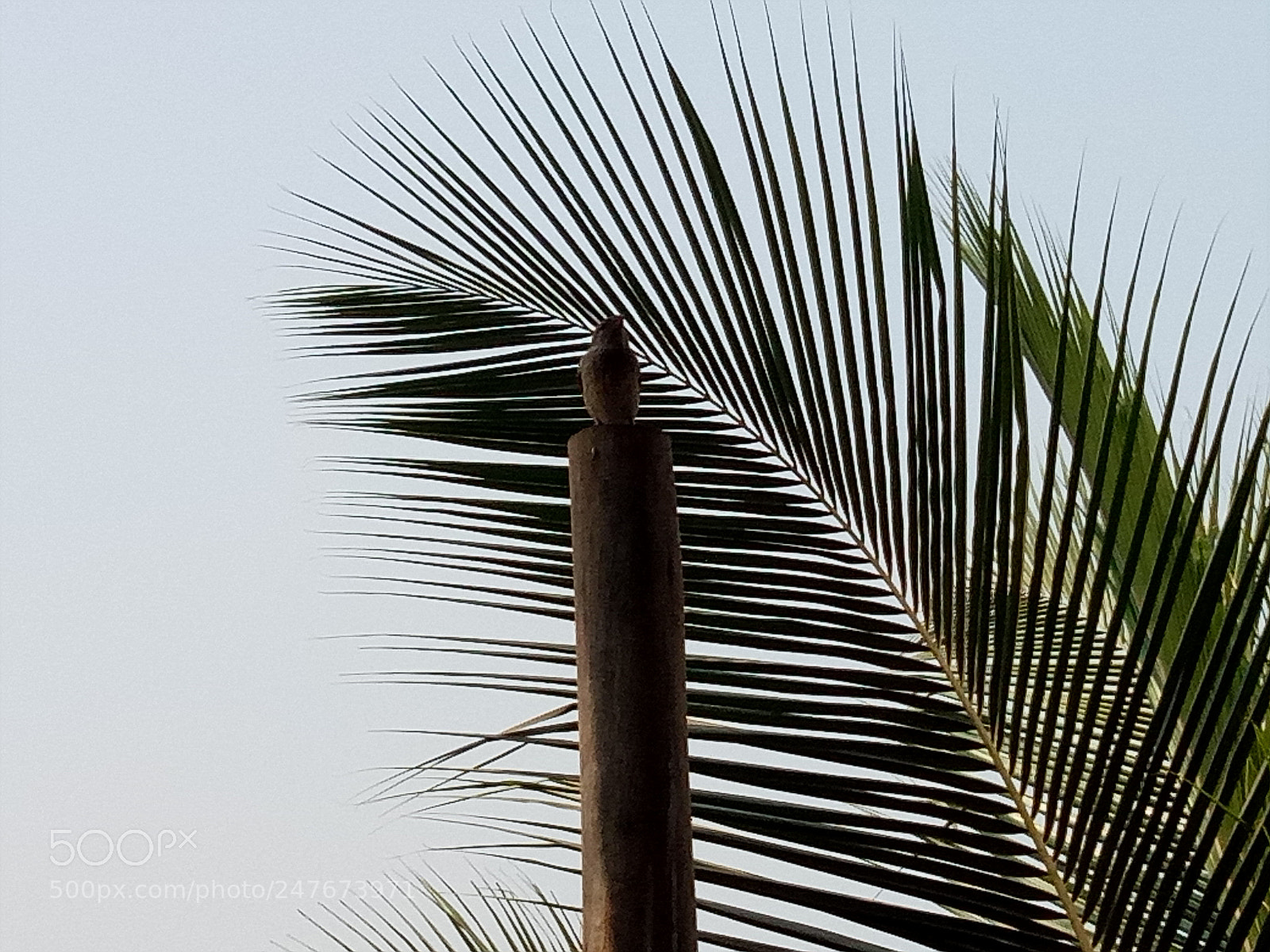 OPPO A1601 sample photo. ������������������������������� photography