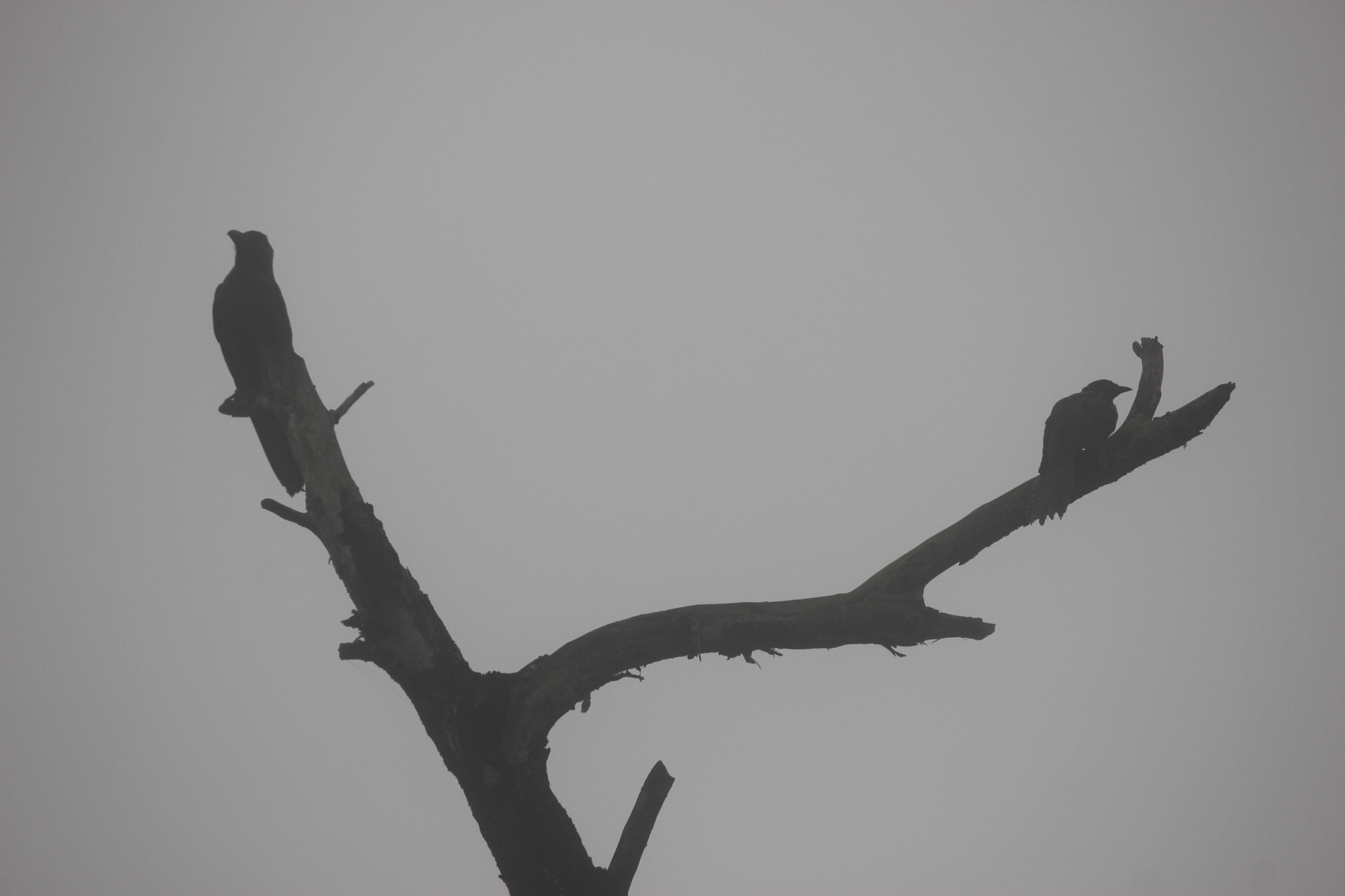 Canon EF-S 55-250mm F4-5.6 IS II sample photo. Birds-branch  silhoutte photography