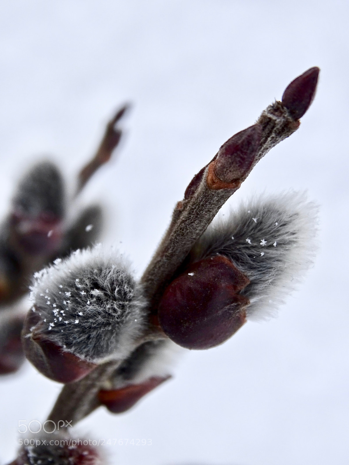Sony Cyber-shot DSC-HX400V sample photo. Hairy bud photography
