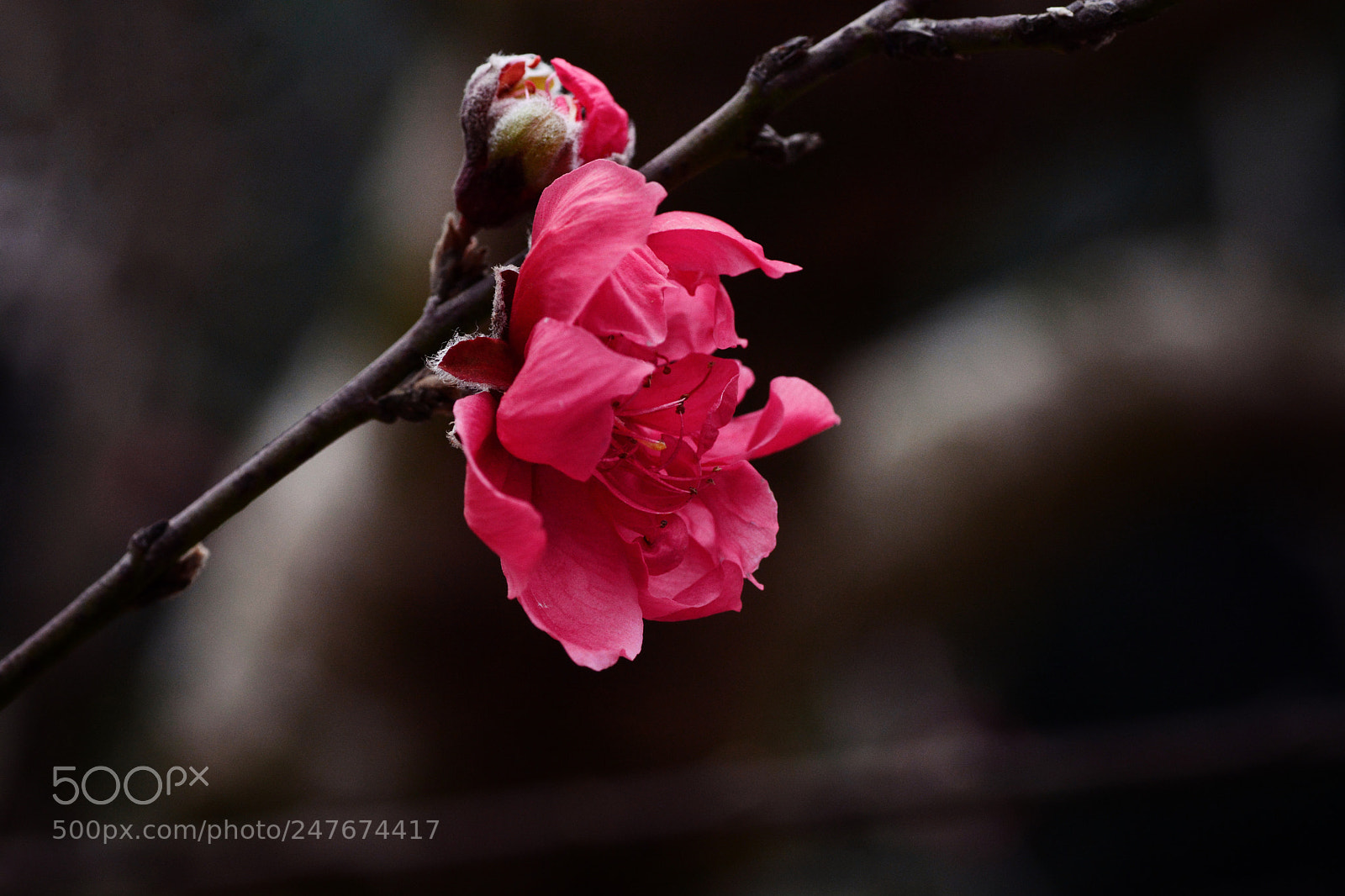 Nikon D7100 sample photo. Untitled photography
