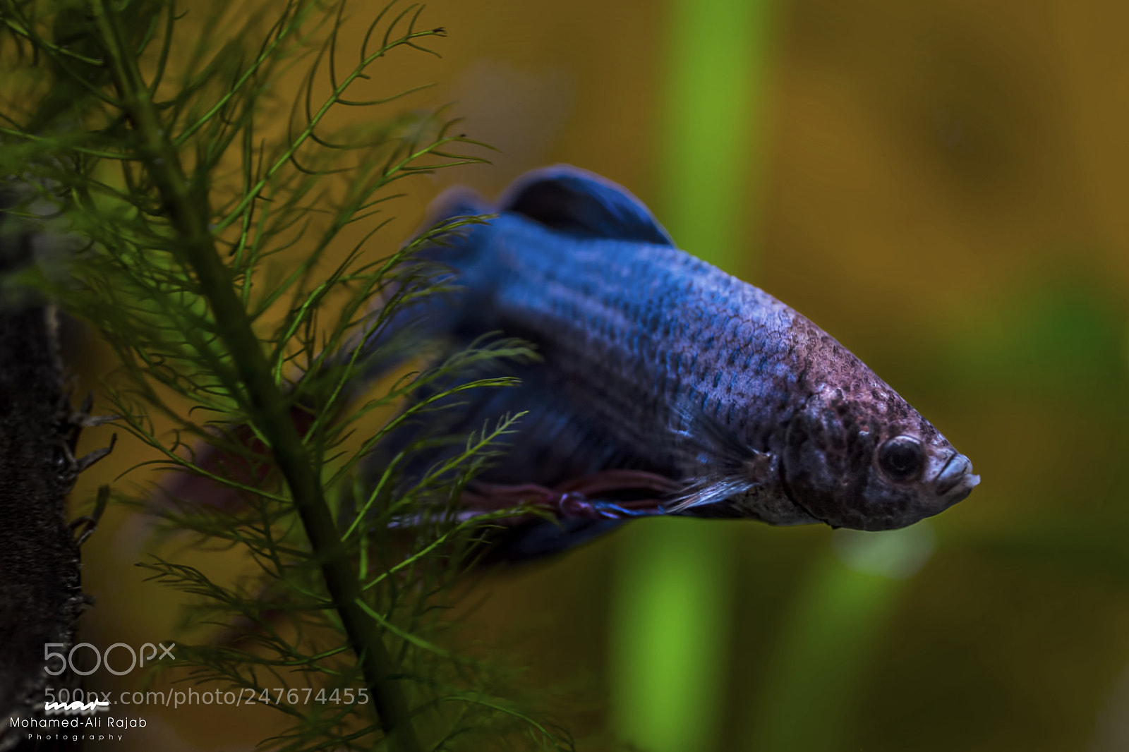 Sony SLT-A99V sample photo. Wherever the fish are photography