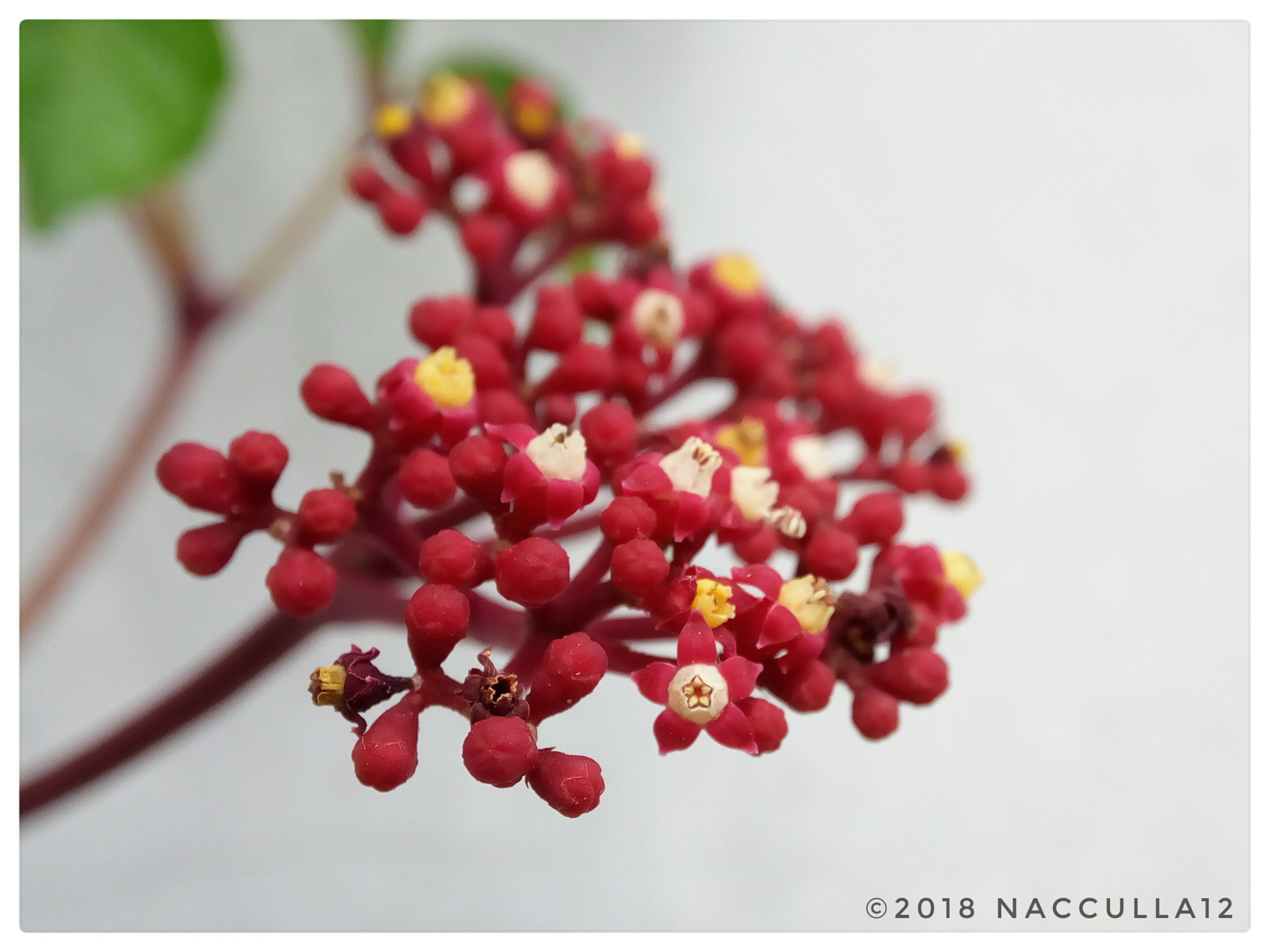 Lenovo VIBE X3 LITE sample photo. Flower mediterania photography