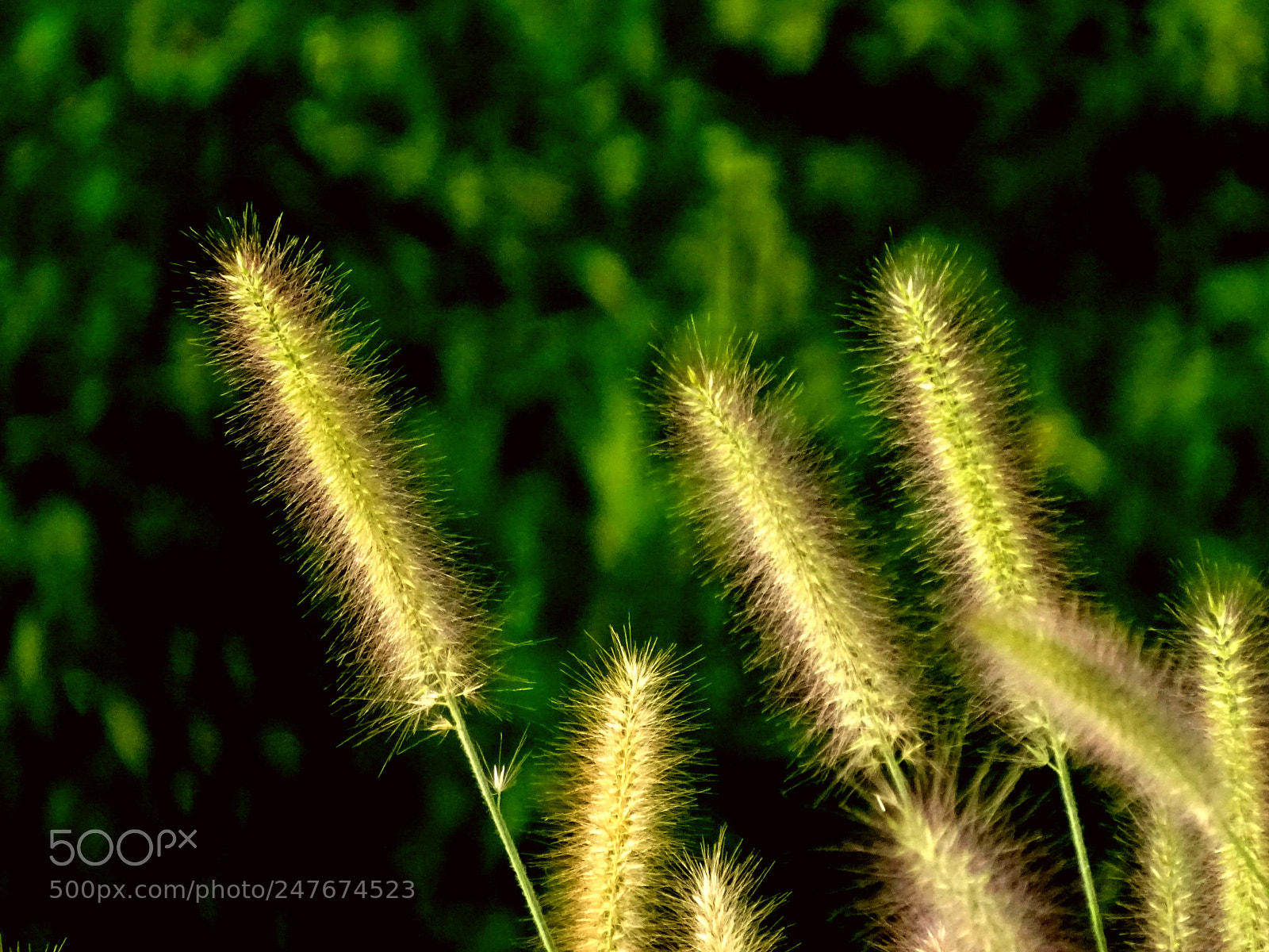 Sony Cyber-shot DSC-HX400V sample photo. Lovegrass photography