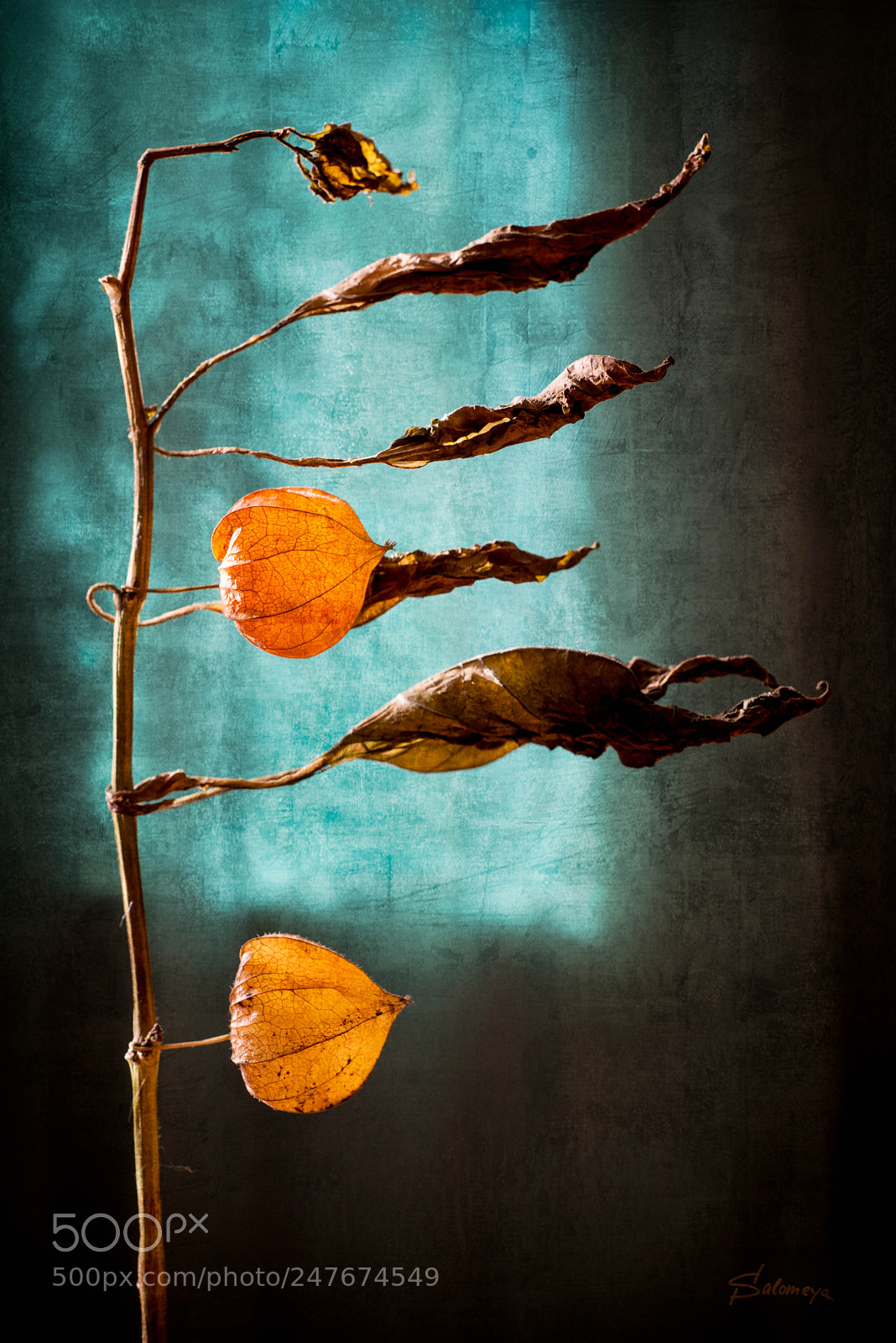 Nikon D800 sample photo. A wind for physalis photography
